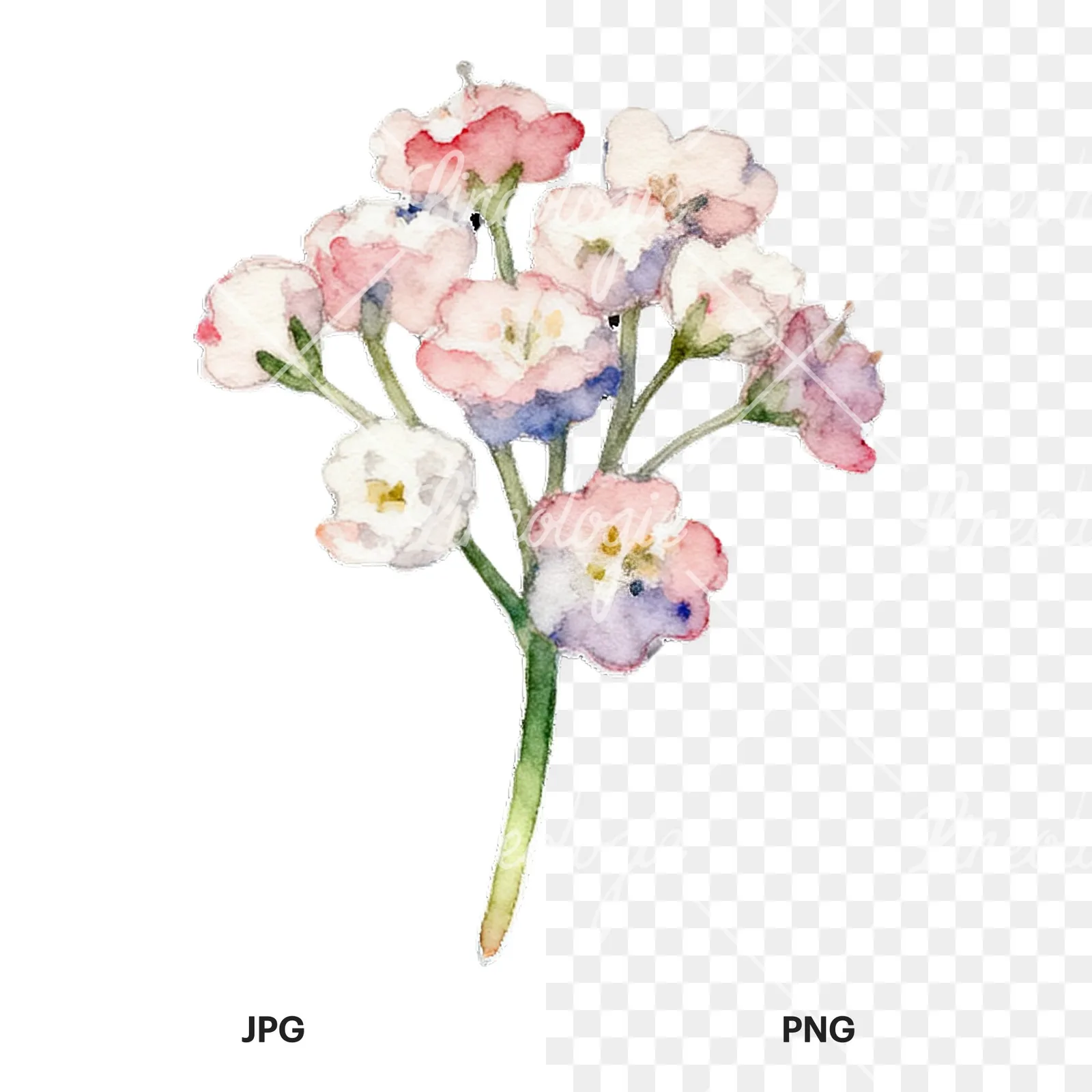 Watercolor colorful babys breath flower clipart 7 of 9, as a JPG on white and a transparent PNG