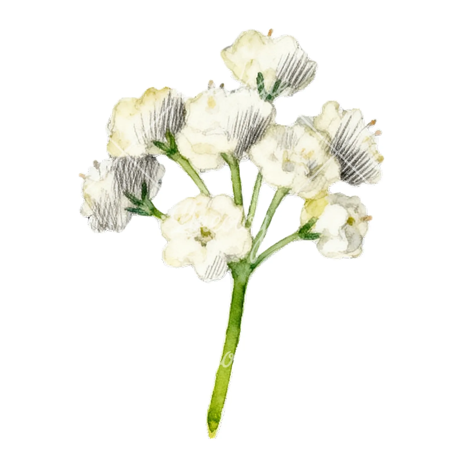 Watercolor colorful babys breath flower clipart 8 of 9 on a white background (JPG)