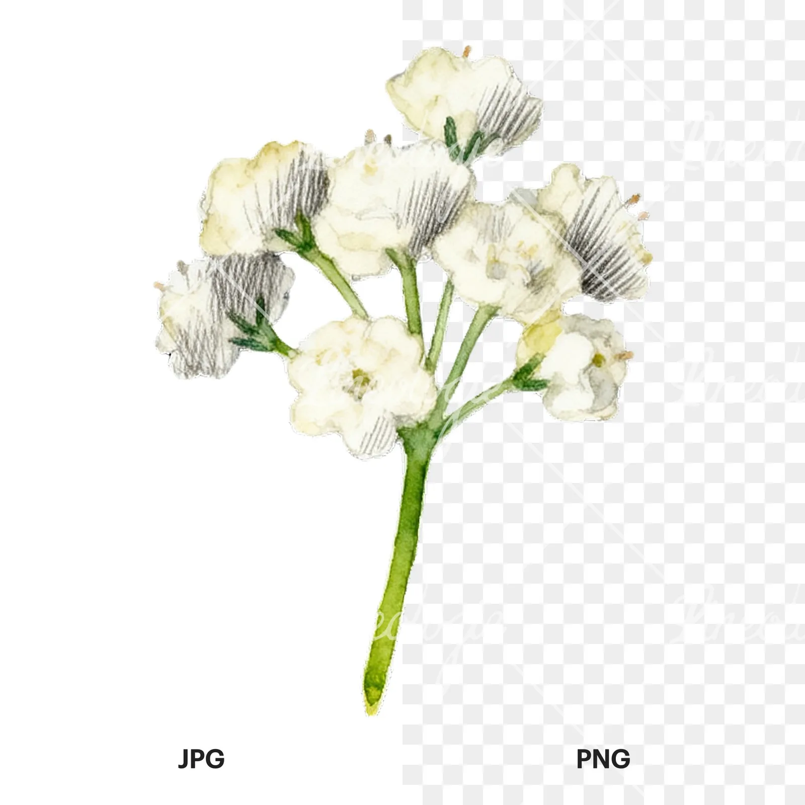 Watercolor colorful babys breath flower clipart 8 of 9, as a JPG on white and a transparent PNG