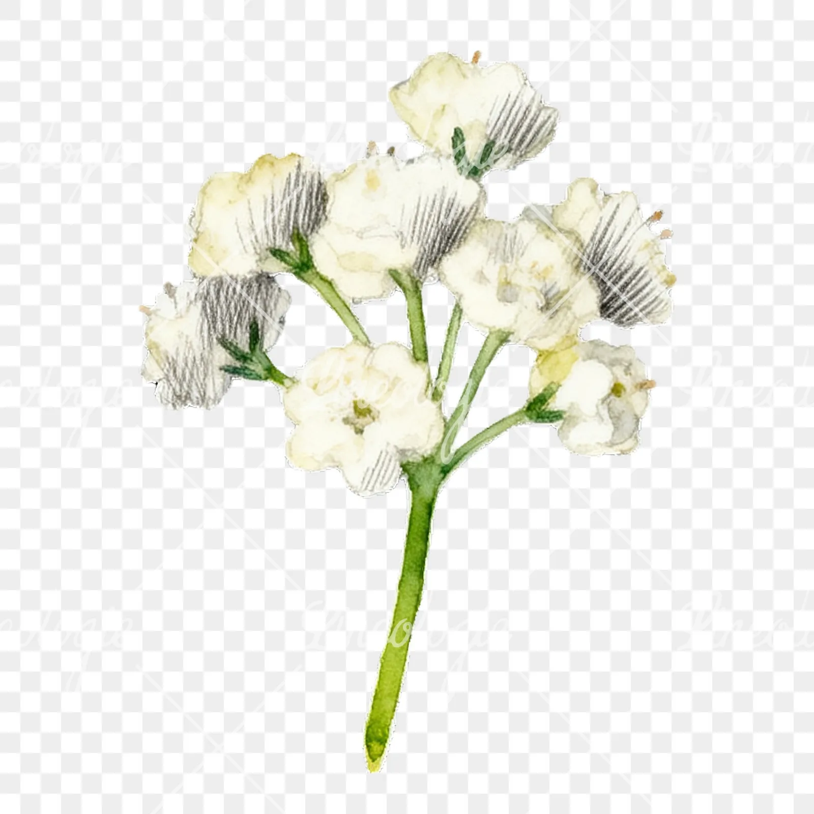 Watercolor colorful babys breath flower clipart 8 of 9 on a transparent background (PNG)