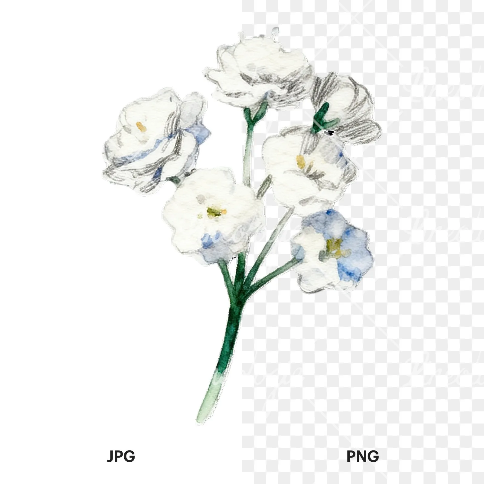 Watercolor colorful babys breath flower clipart 9 of 9, as a JPG on white and a transparent PNG