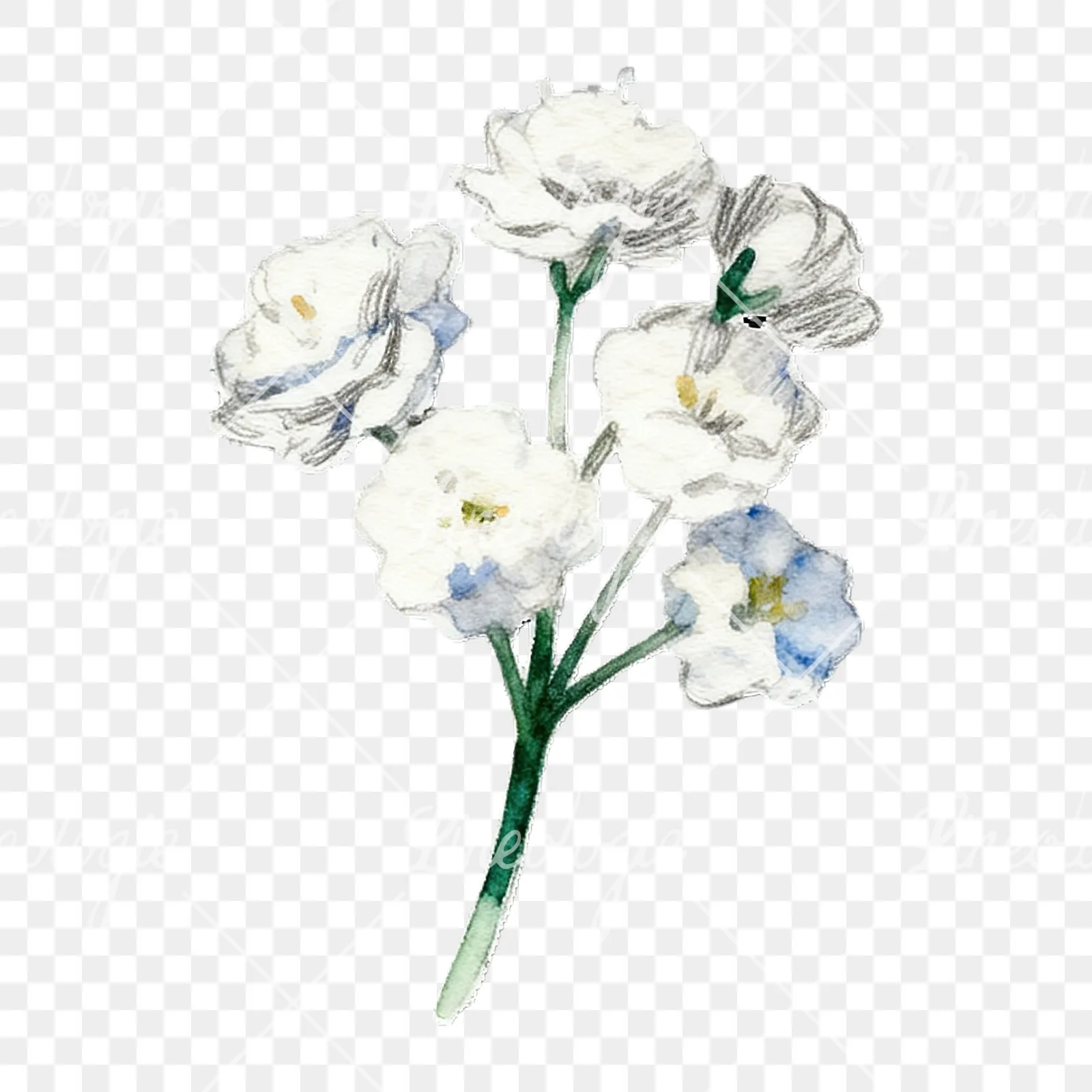 Watercolor colorful babys breath flower clipart 9 of 9 on a transparent background (PNG)