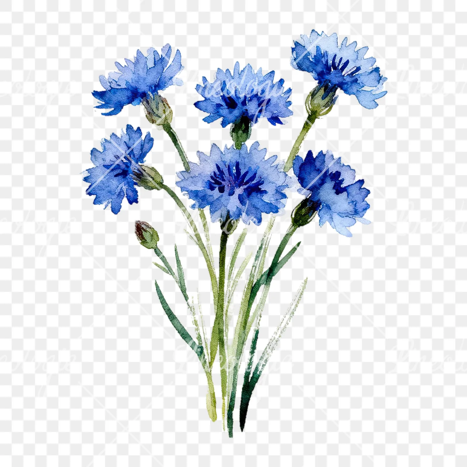 Watercolor slender blue cornflower bouquet clipart 1 of 9 on a transparent background (PNG)