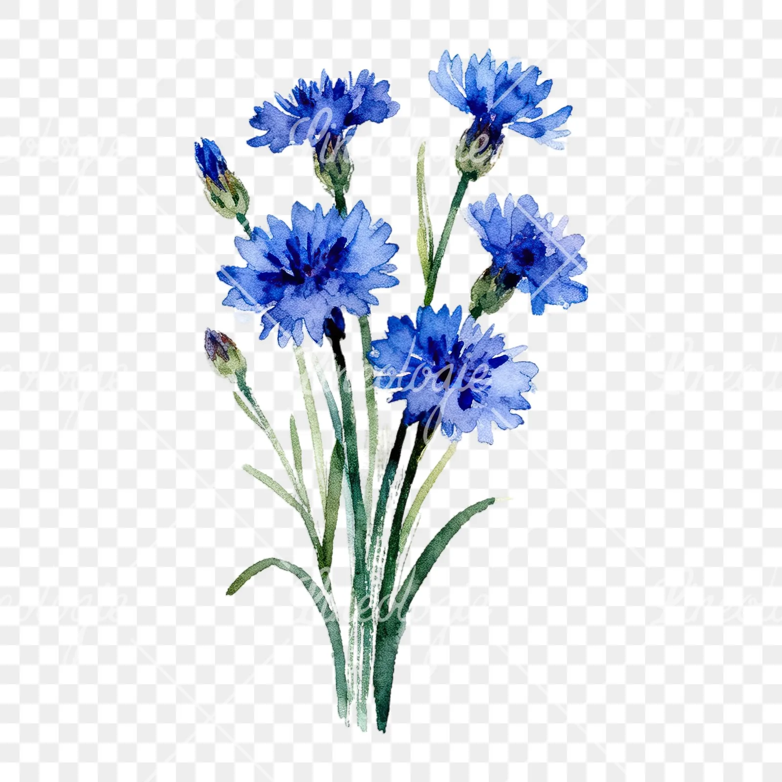 Watercolor slender blue cornflower bouquet clipart 7 of 9 on a transparent background (PNG)