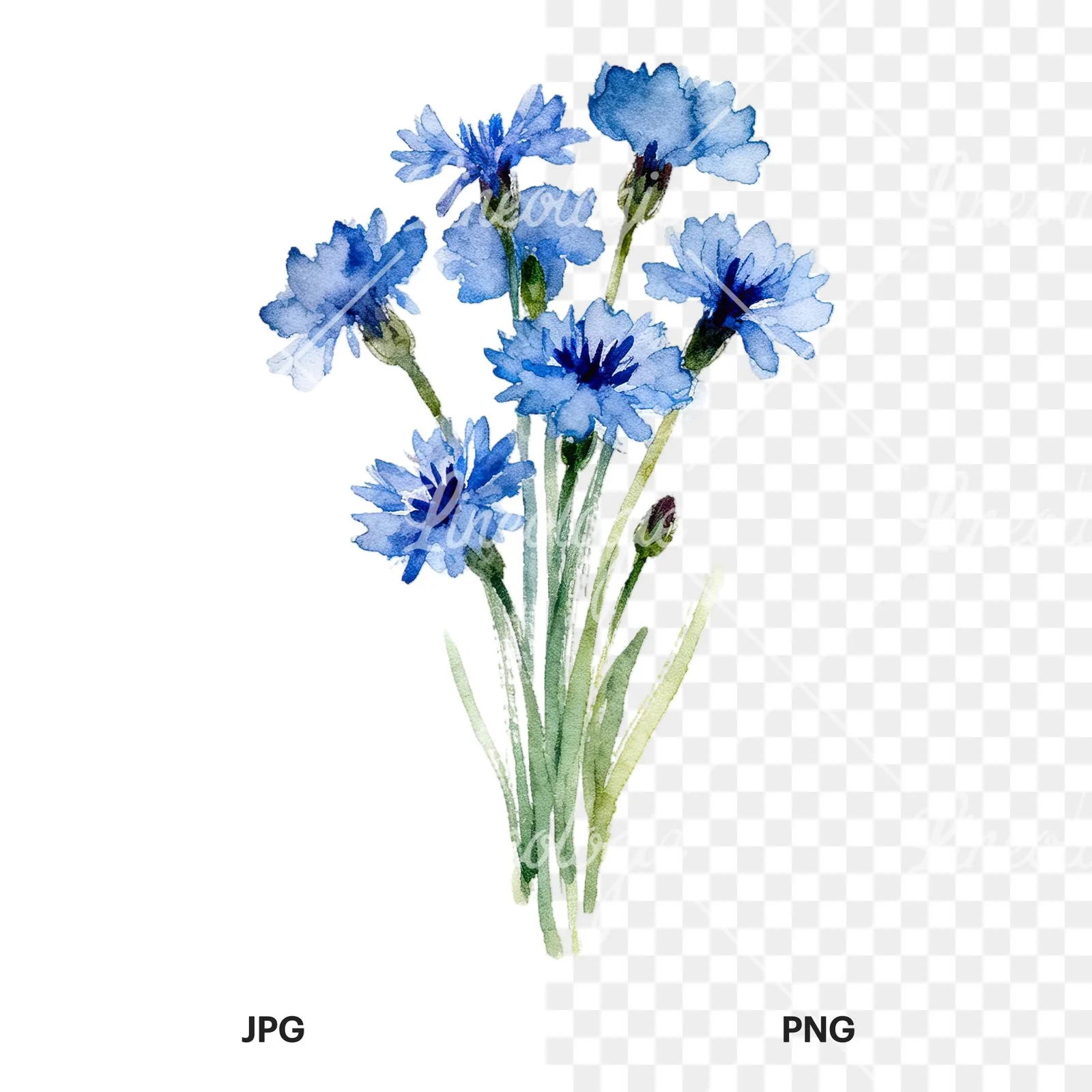 Watercolor slender blue cornflower bouquet clipart 9 of 9, as a JPG on white and a transparent PNG