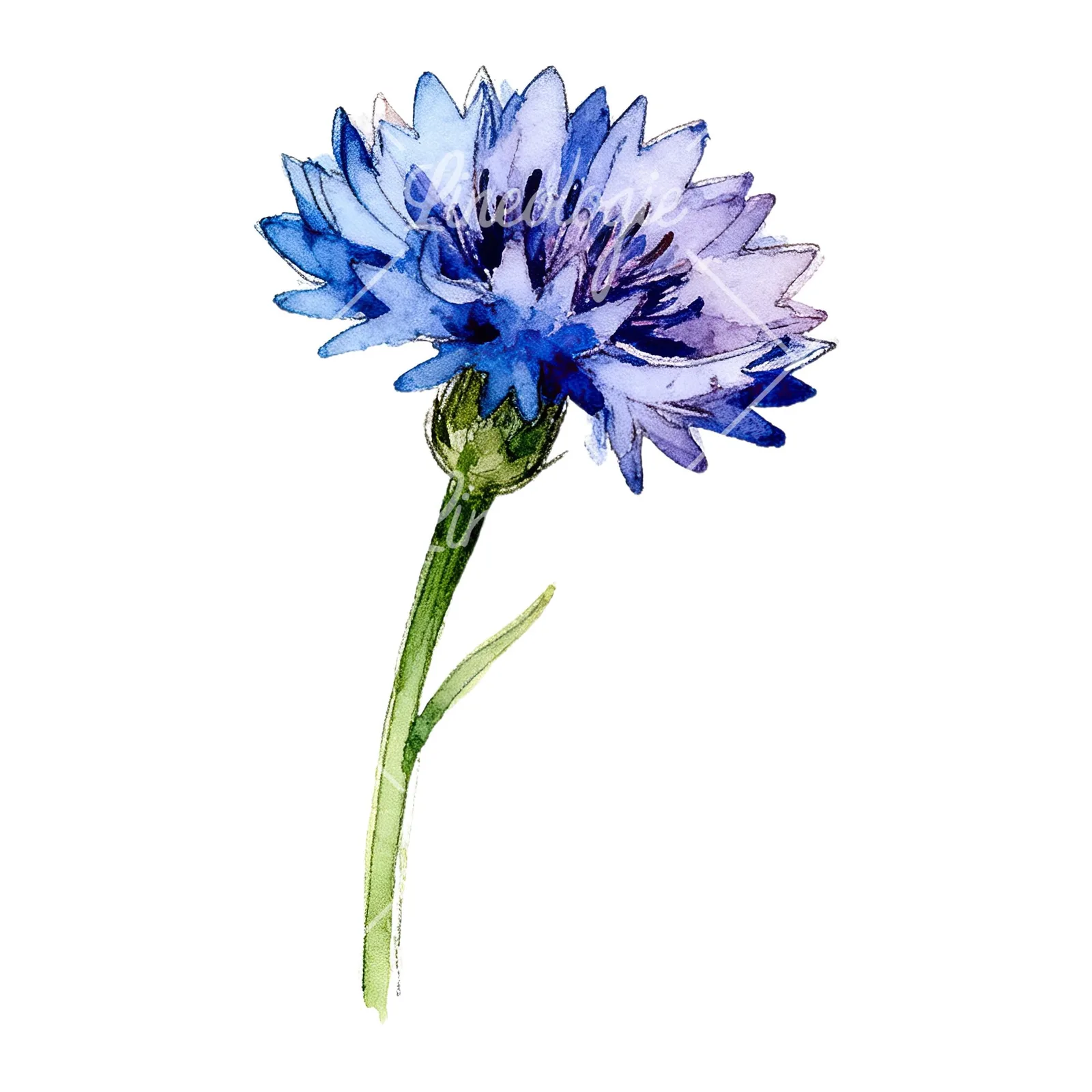 Watercolor blue cornflower clipart 1 of 9 on a white background (JPG)