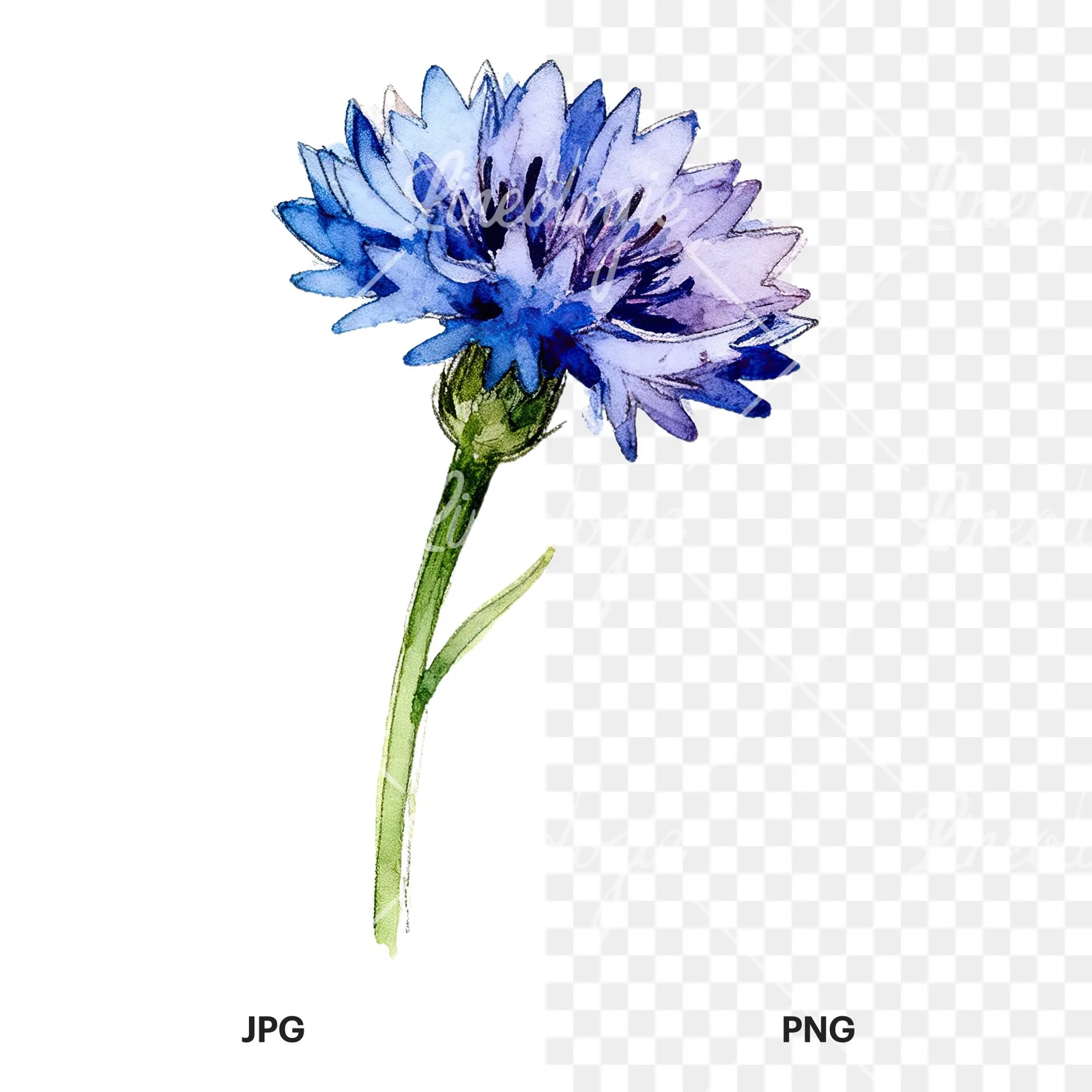 Watercolor blue cornflower clipart 1 of 9, as a JPG on white and a transparent PNG