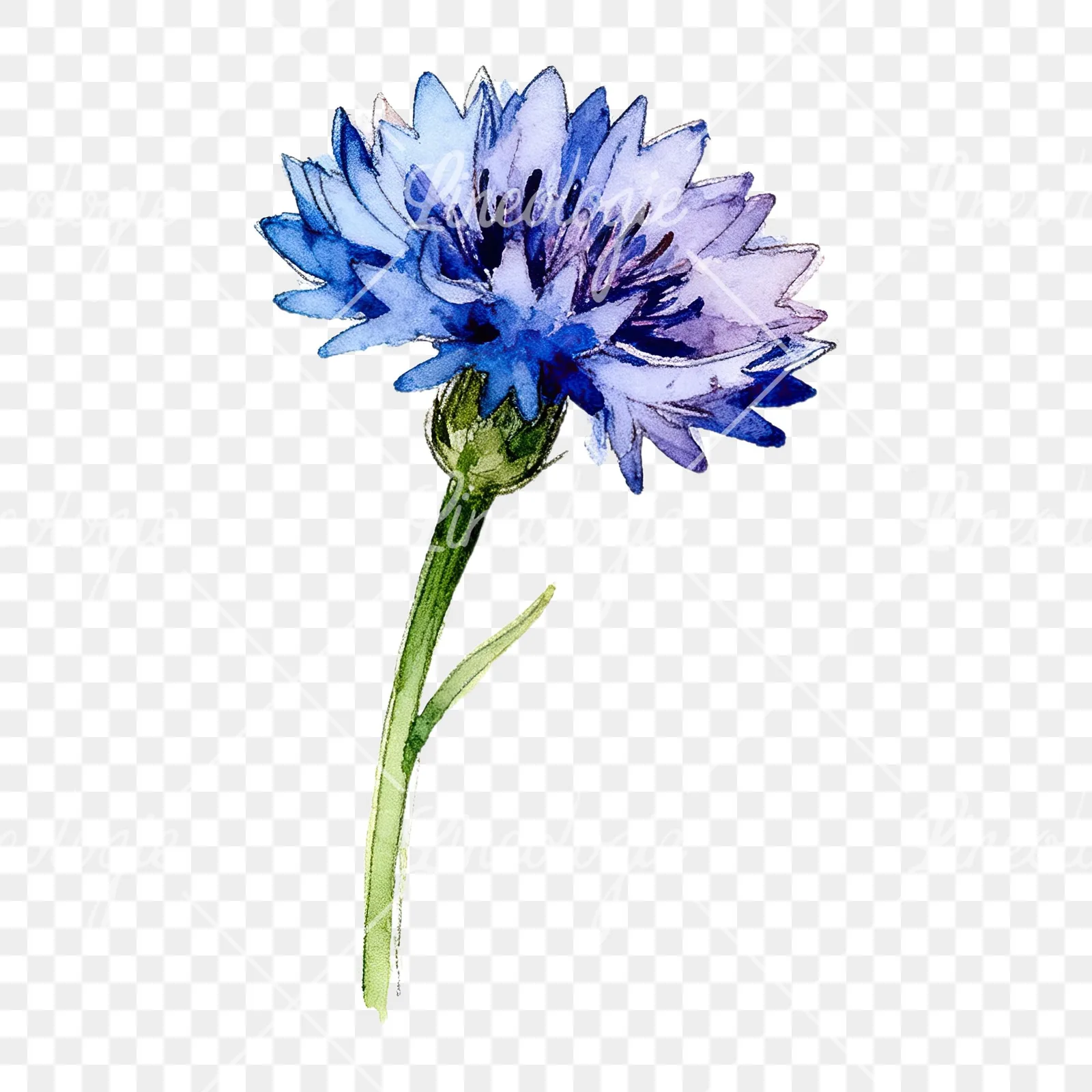 Watercolor blue cornflower clipart 1 of 9 on a transparent background (PNG)