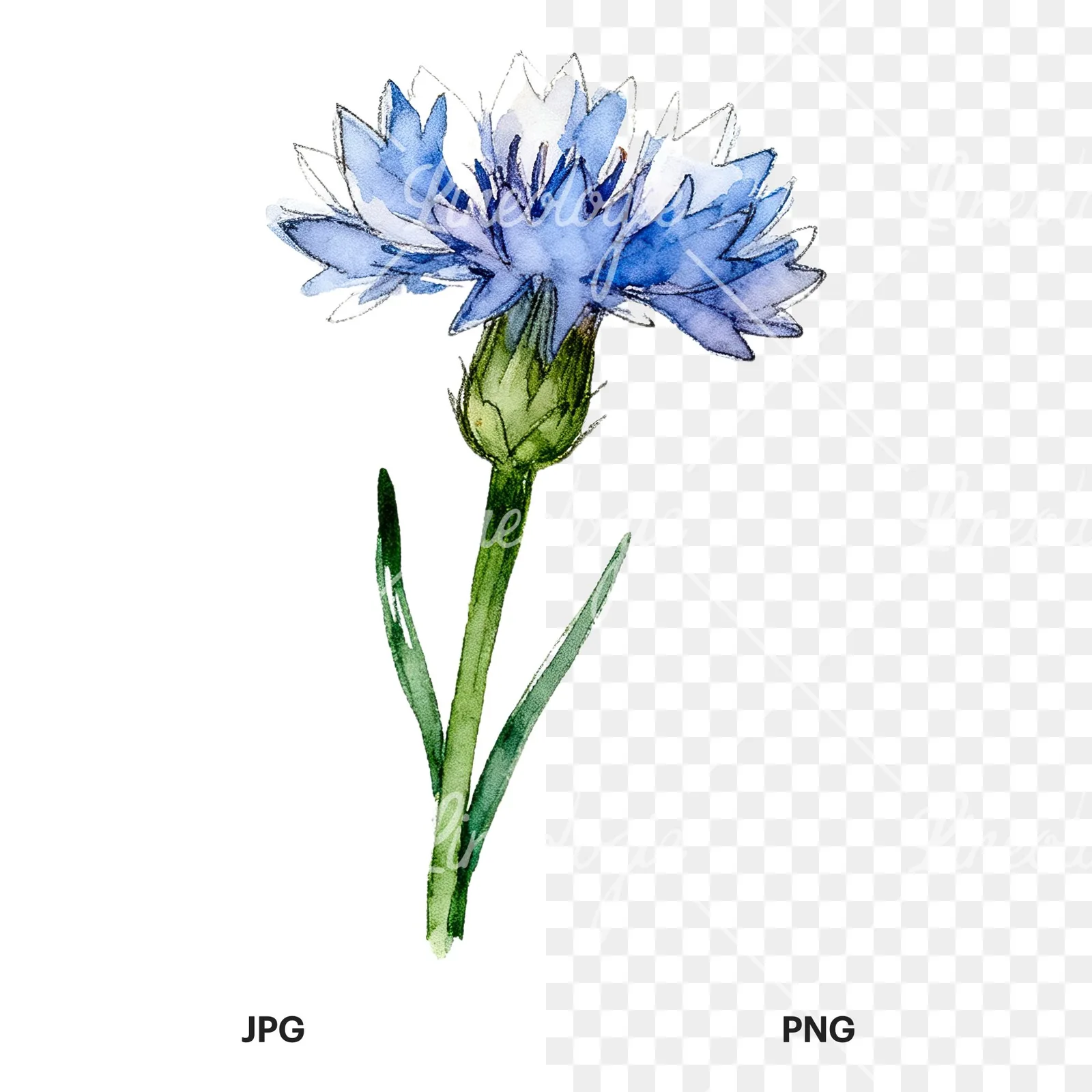 Watercolor blue cornflower clipart 2 of 9, as a JPG on white and a transparent PNG
