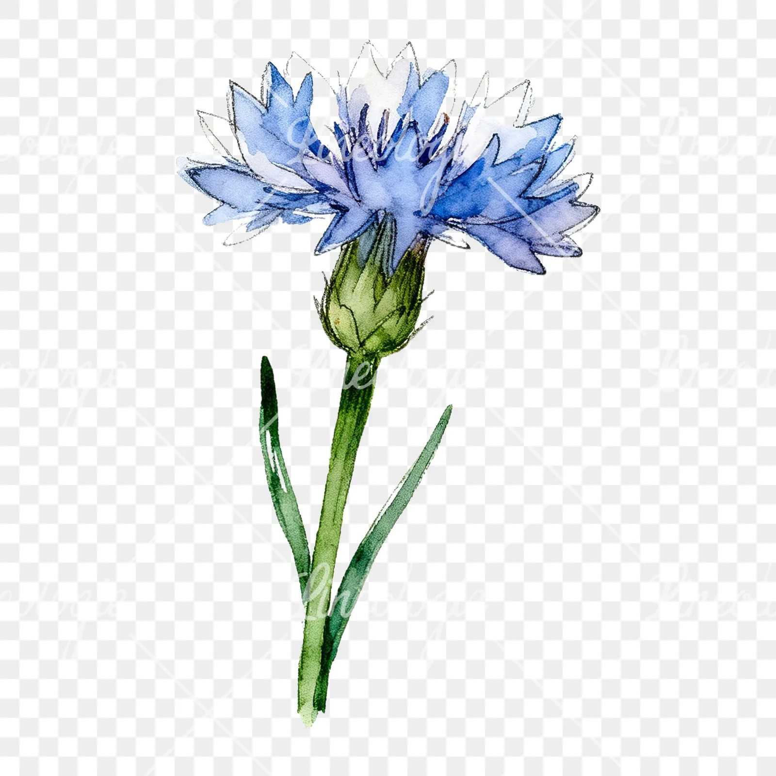 Watercolor blue cornflower clipart 2 of 9 on a transparent background (PNG)