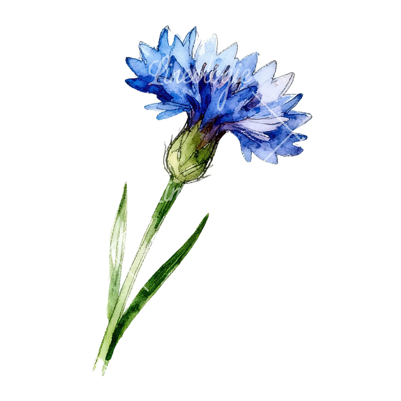 Watercolor blue cornflower clipart 3 of 9 on a white background (JPG)