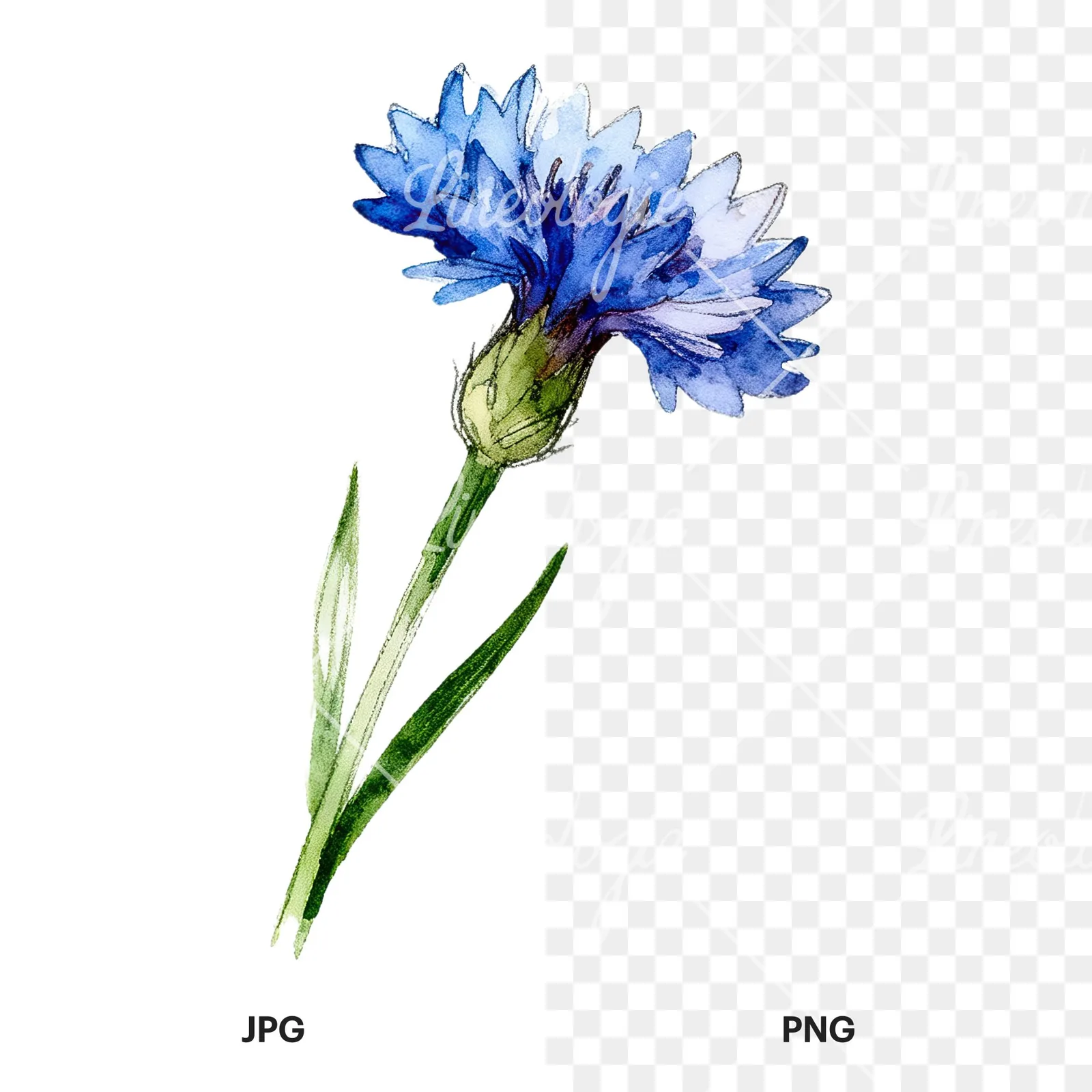 Watercolor blue cornflower clipart 3 of 9, as a JPG on white and a transparent PNG