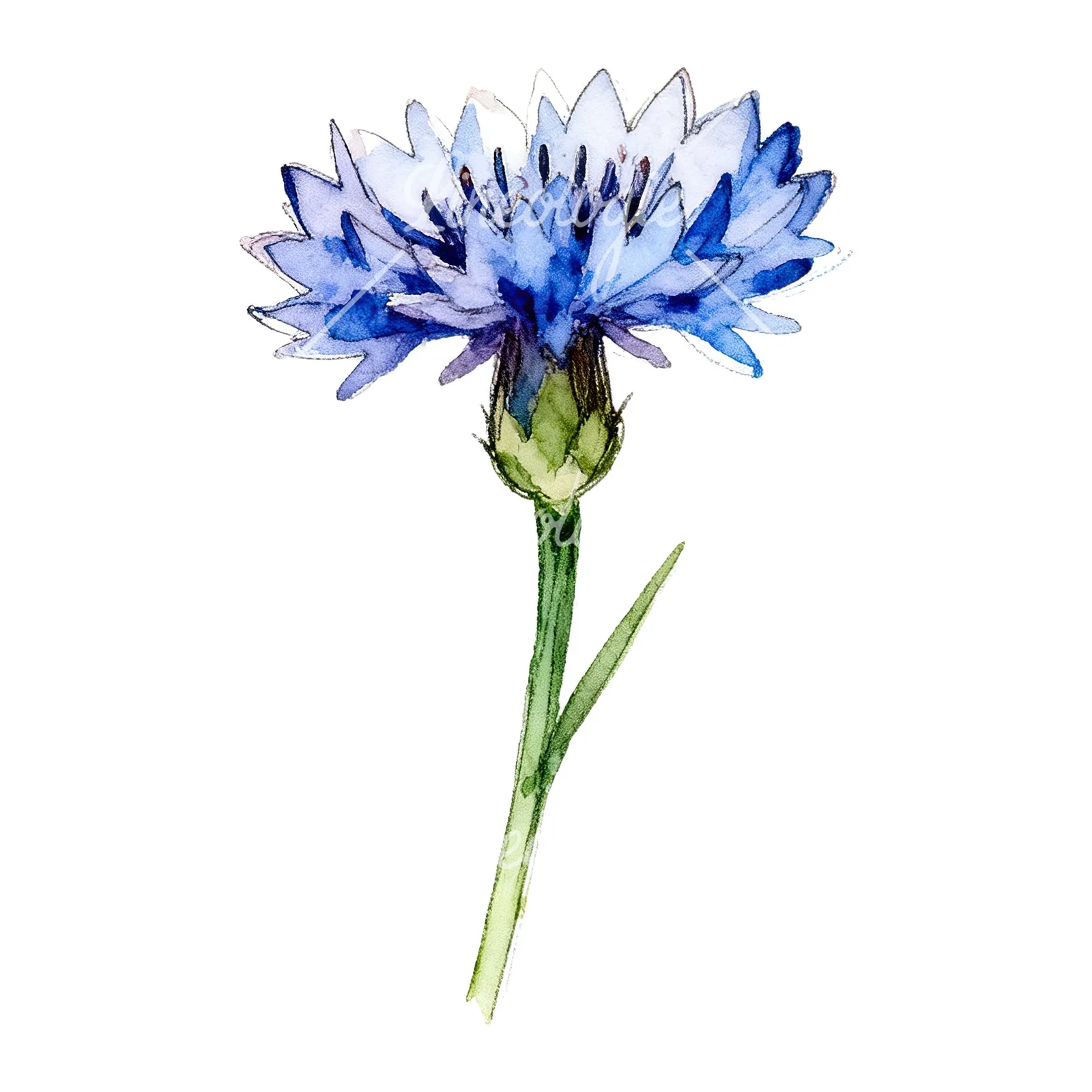 Watercolor blue cornflower clipart 4 of 9 on a white background (JPG)