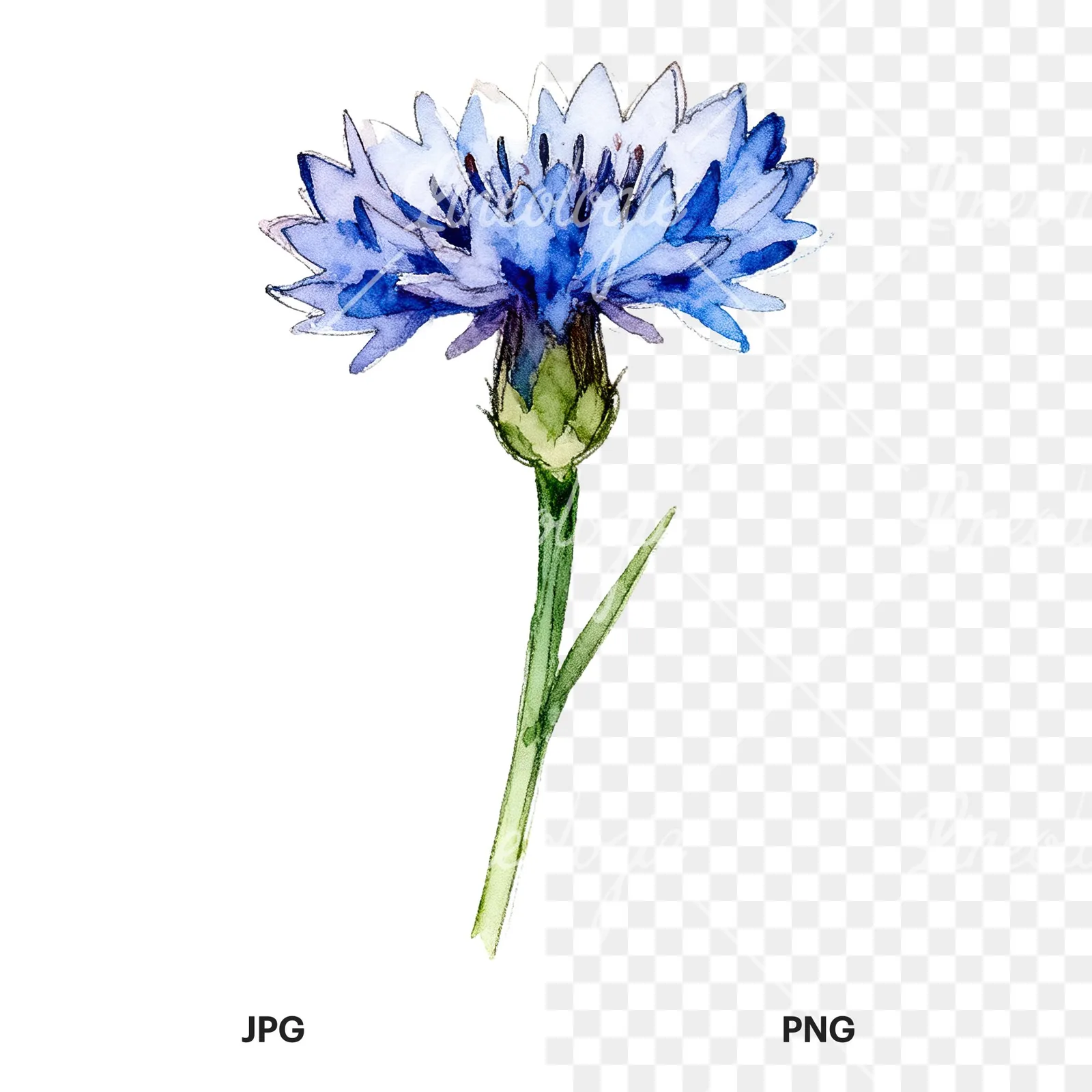Watercolor blue cornflower clipart 4 of 9, as a JPG on white and a transparent PNG