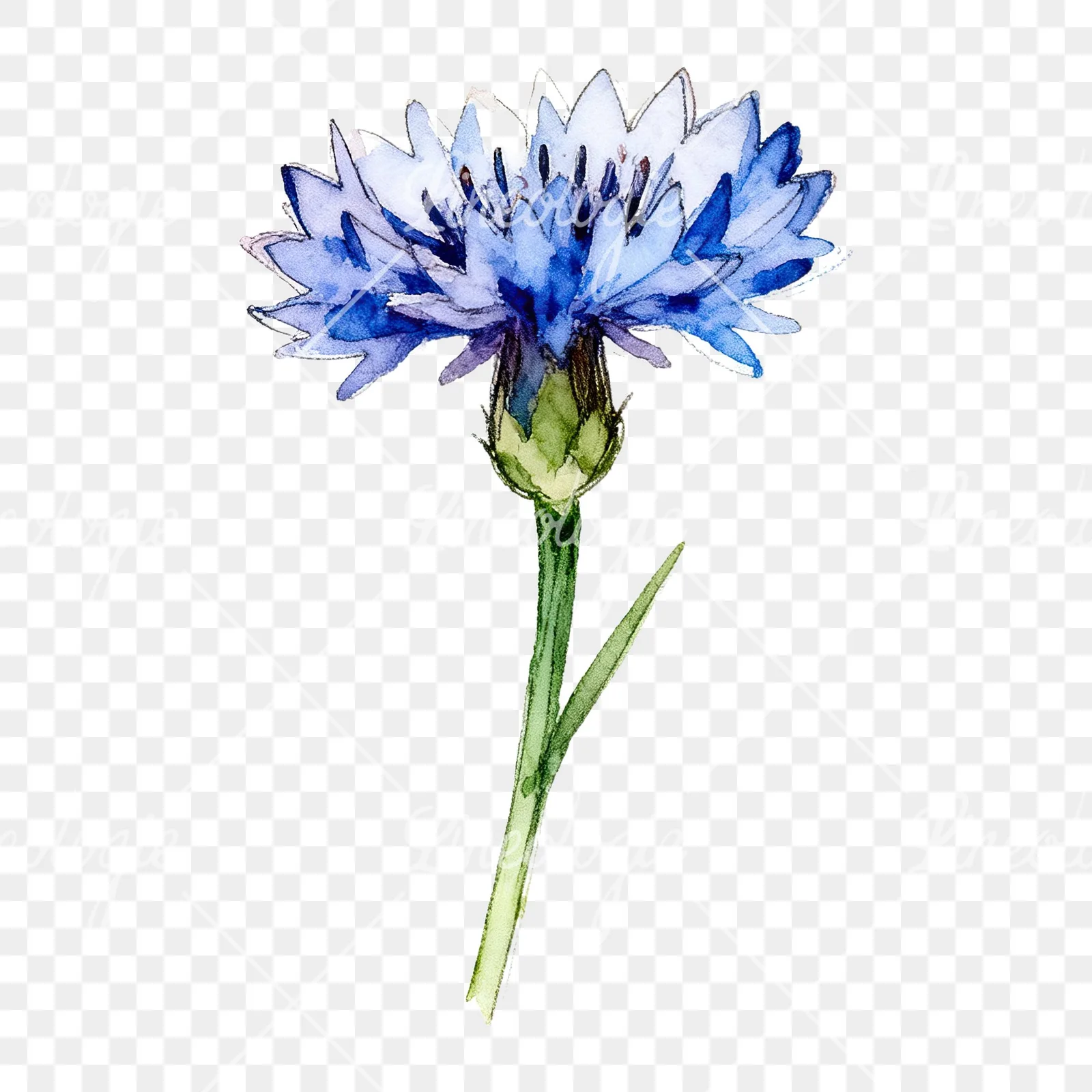 Watercolor blue cornflower clipart 4 of 9 on a transparent background (PNG)