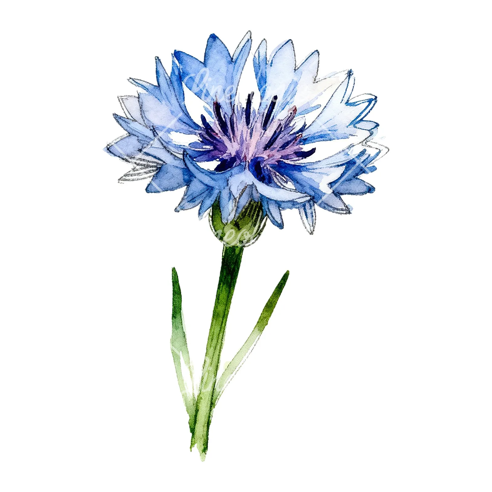 Watercolor blue cornflower clipart 5 of 9 on a white background (JPG)