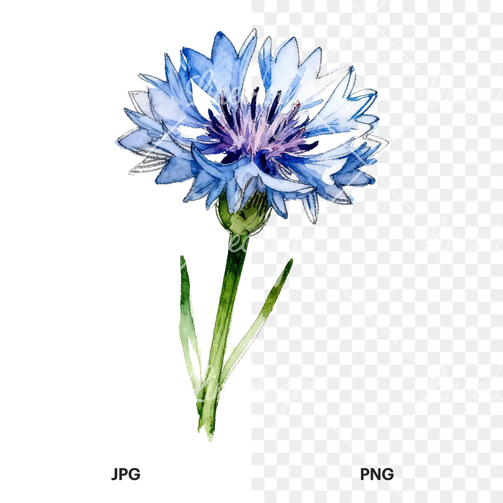 Watercolor blue cornflower clipart 5 of 9, as a JPG on white and a transparent PNG