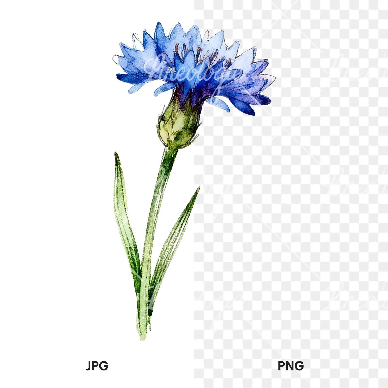 Watercolor blue cornflower clipart 6 of 9, as a JPG on white and a transparent PNG