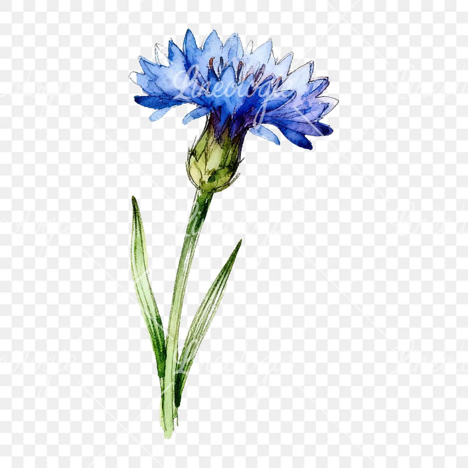 Watercolor blue cornflower clipart 6 of 9 on a transparent background (PNG)