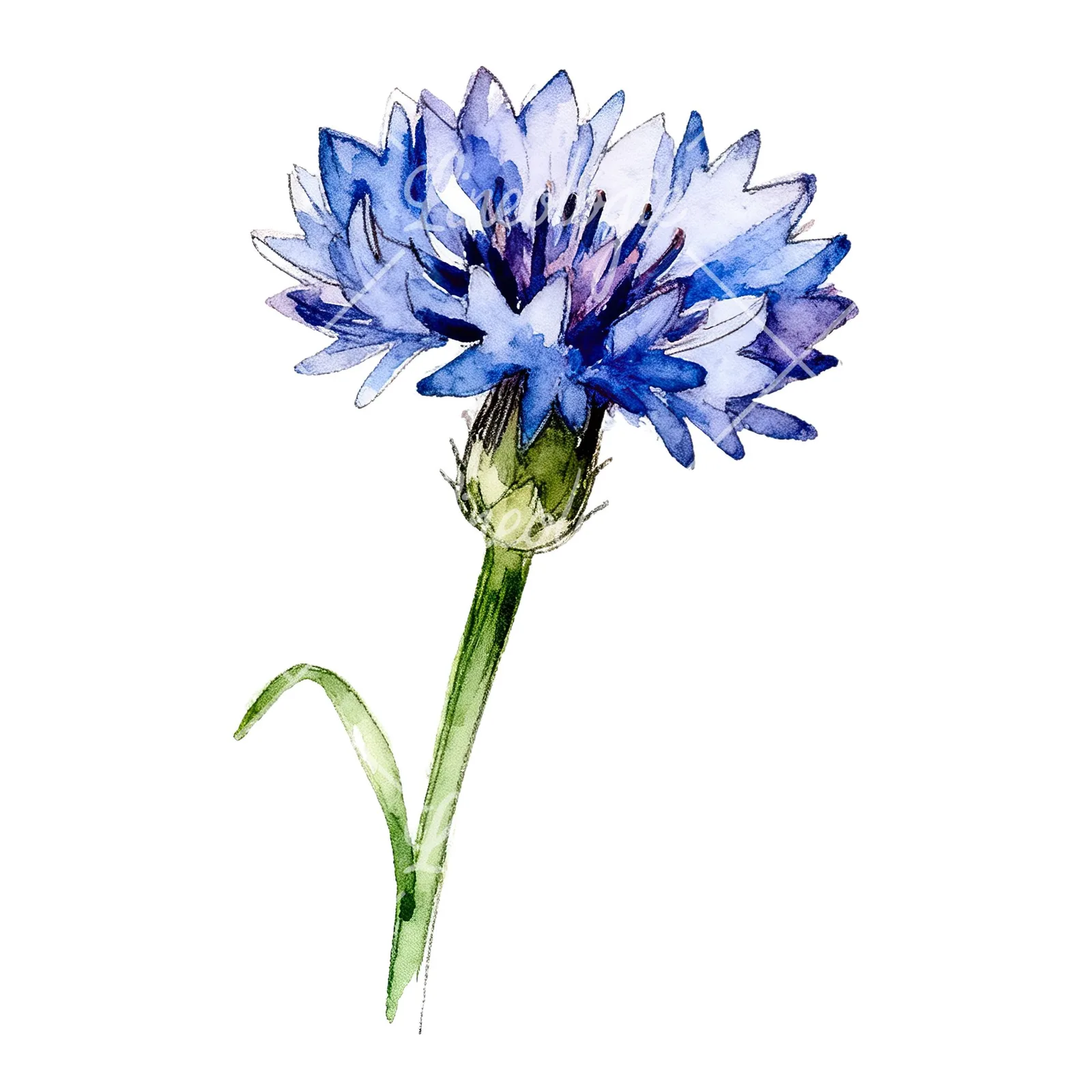 Watercolor blue cornflower clipart 7 of 9 on a white background (JPG)
