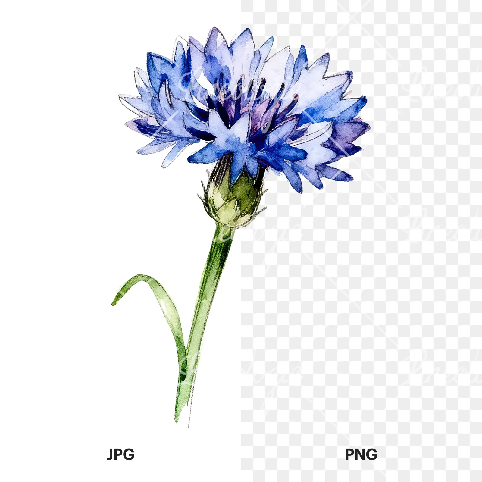 Watercolor blue cornflower clipart 7 of 9, as a JPG on white and a transparent PNG