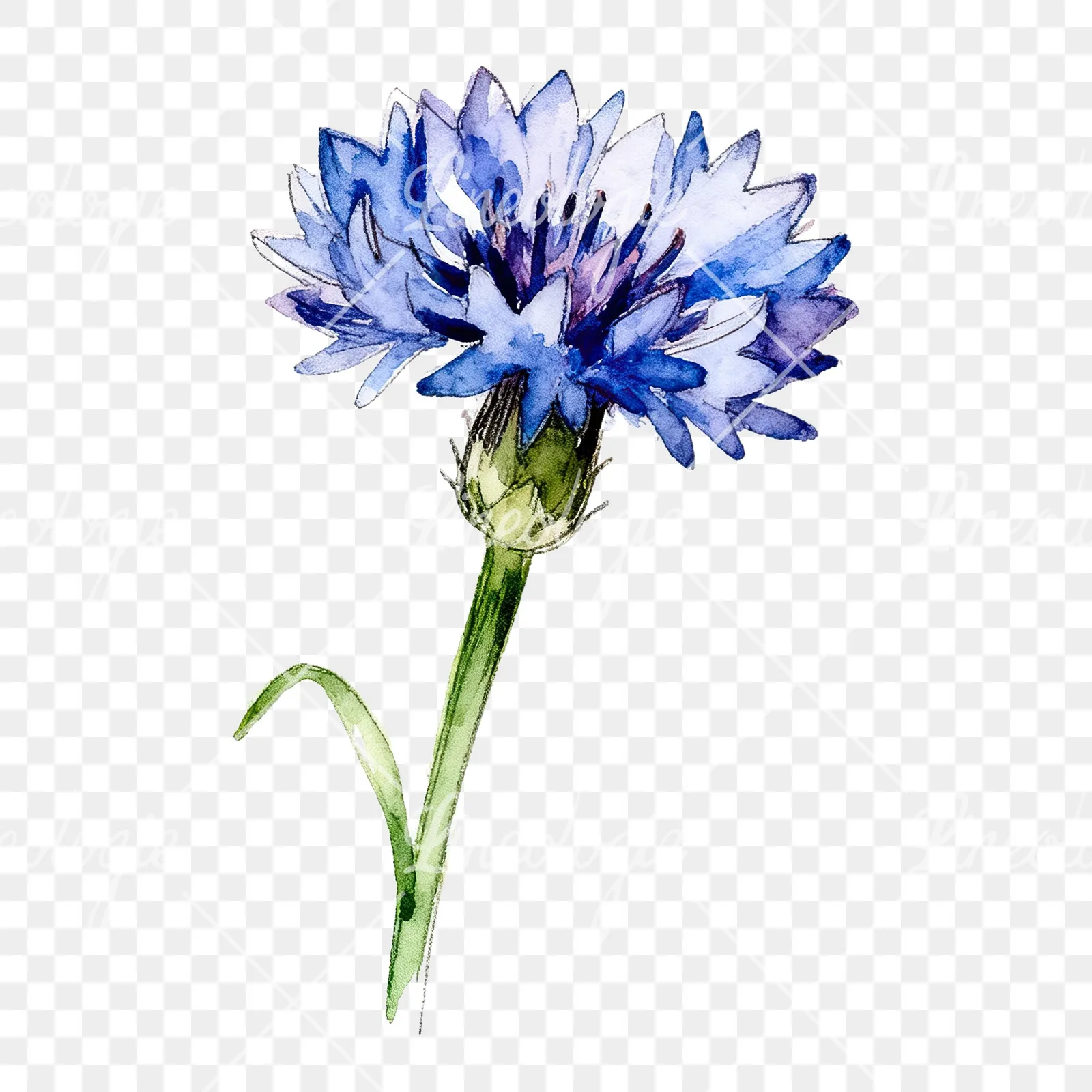 Watercolor blue cornflower clipart 7 of 9 on a transparent background (PNG)