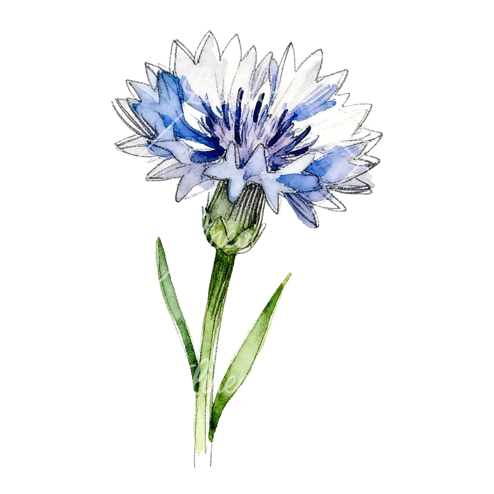 Watercolor blue cornflower clipart 8 of 9 on a white background (JPG)