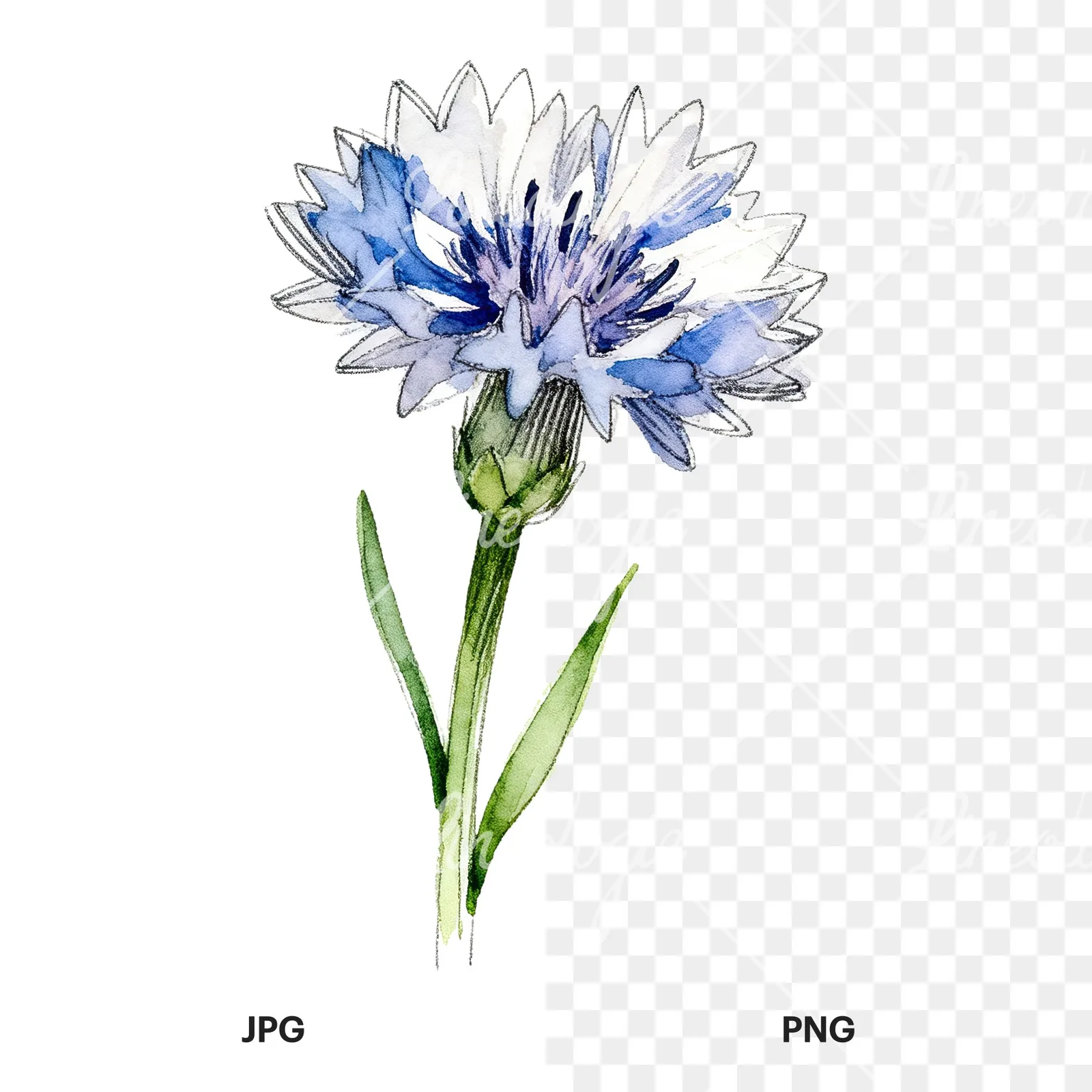 Watercolor blue cornflower clipart 8 of 9, as a JPG on white and a transparent PNG