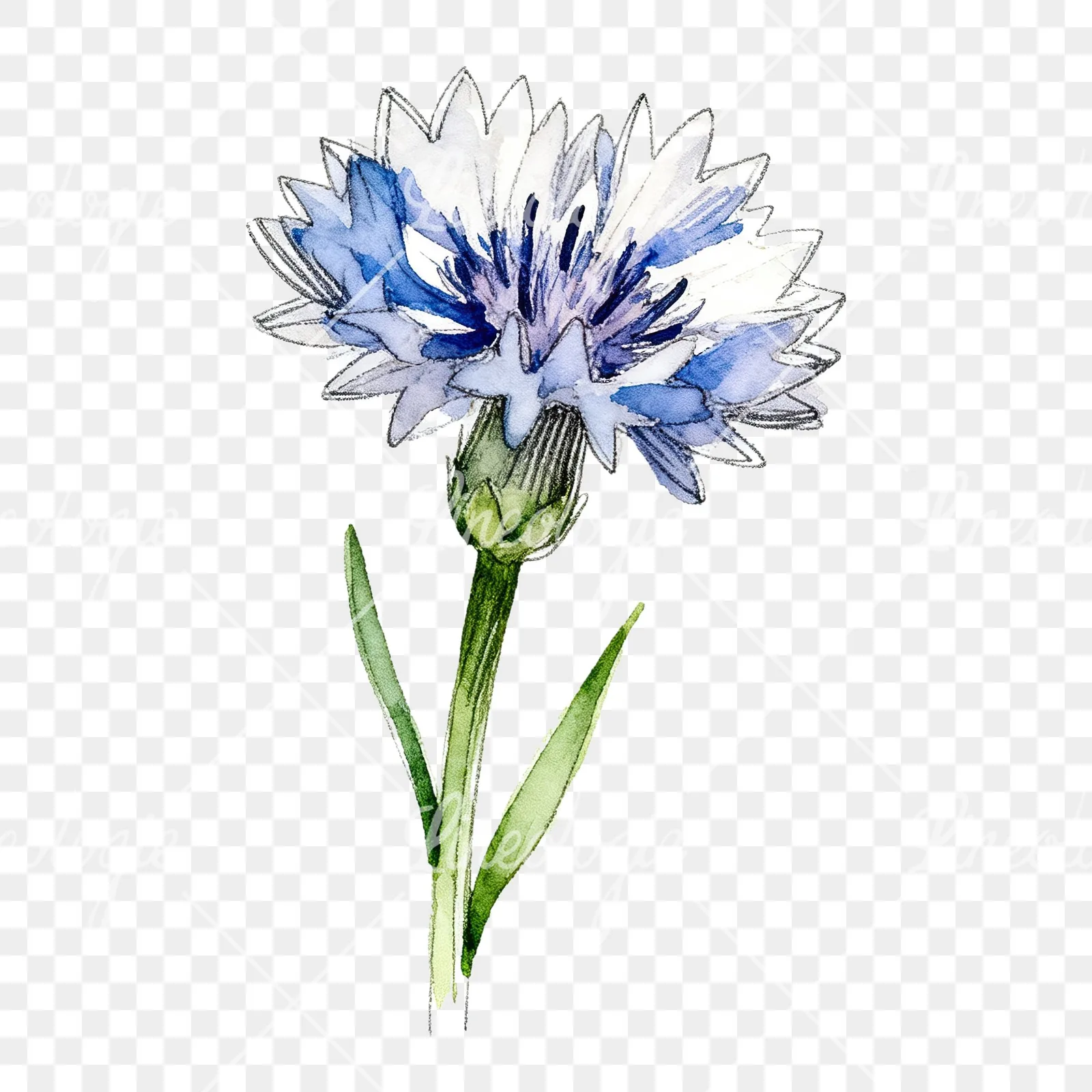 Watercolor blue cornflower clipart 8 of 9 on a transparent background (PNG)