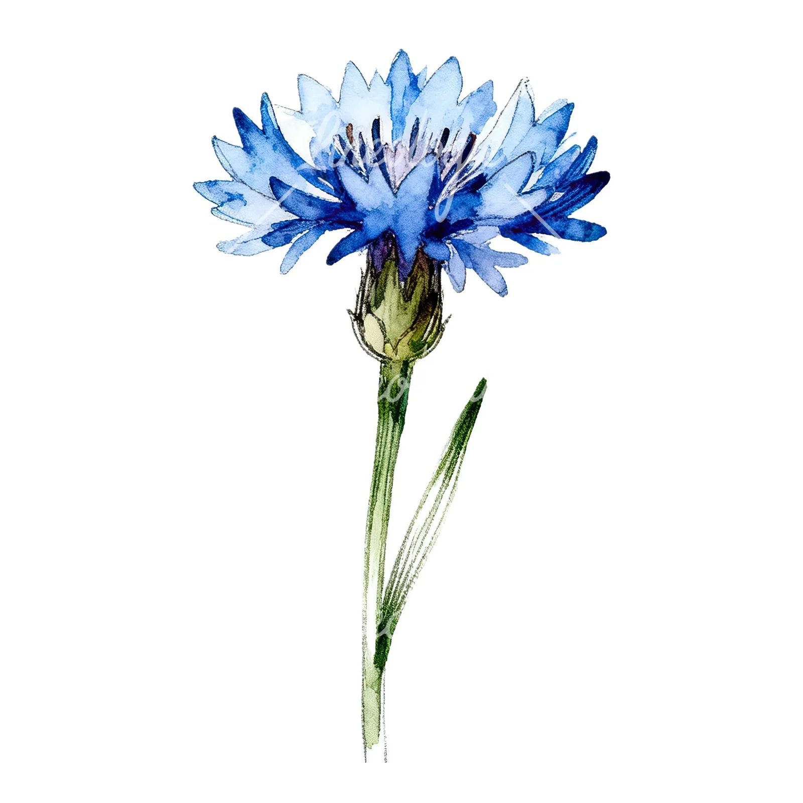 Watercolor blue cornflower clipart 9 of 9 on a white background (JPG)
