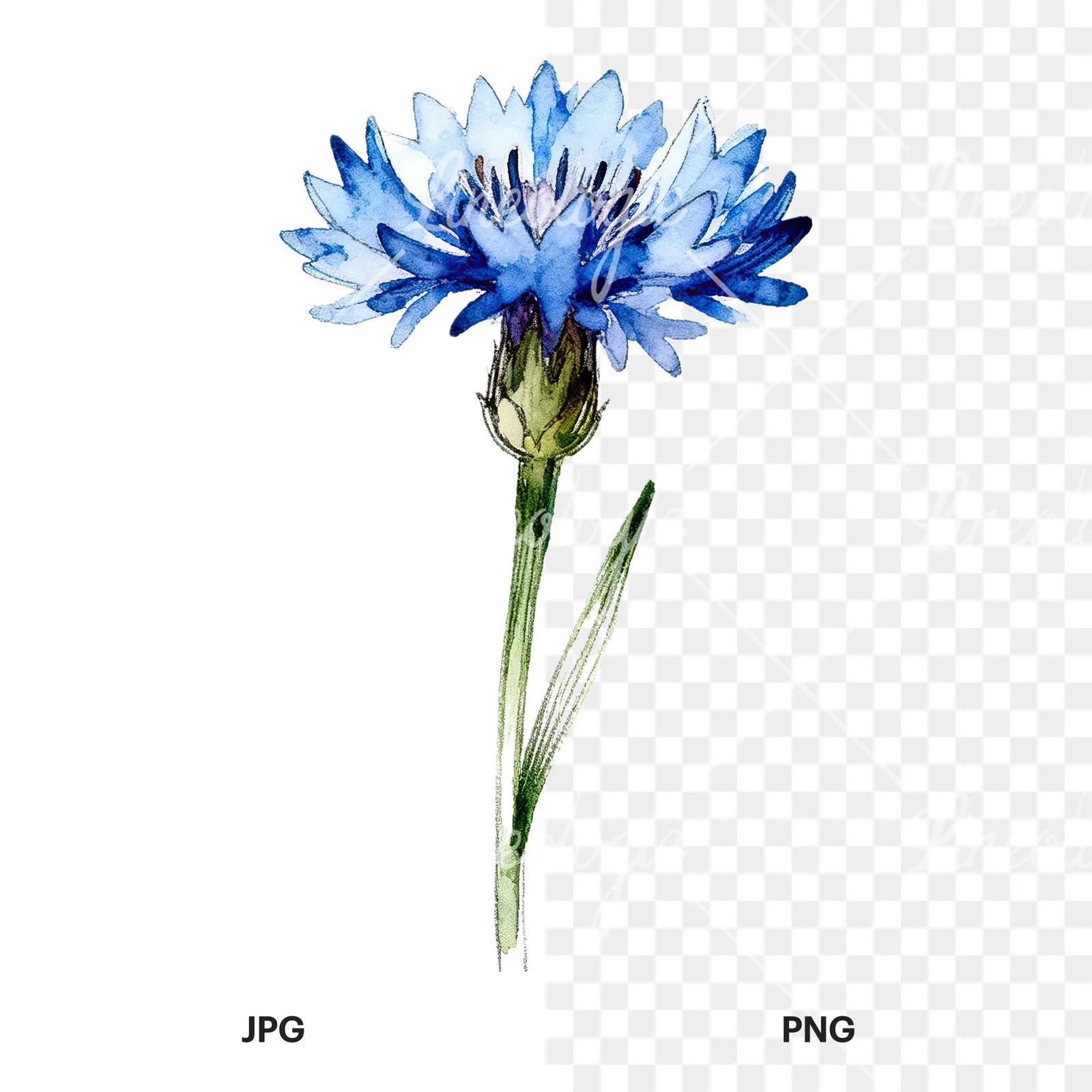Watercolor blue cornflower clipart 9 of 9, as a JPG on white and a transparent PNG