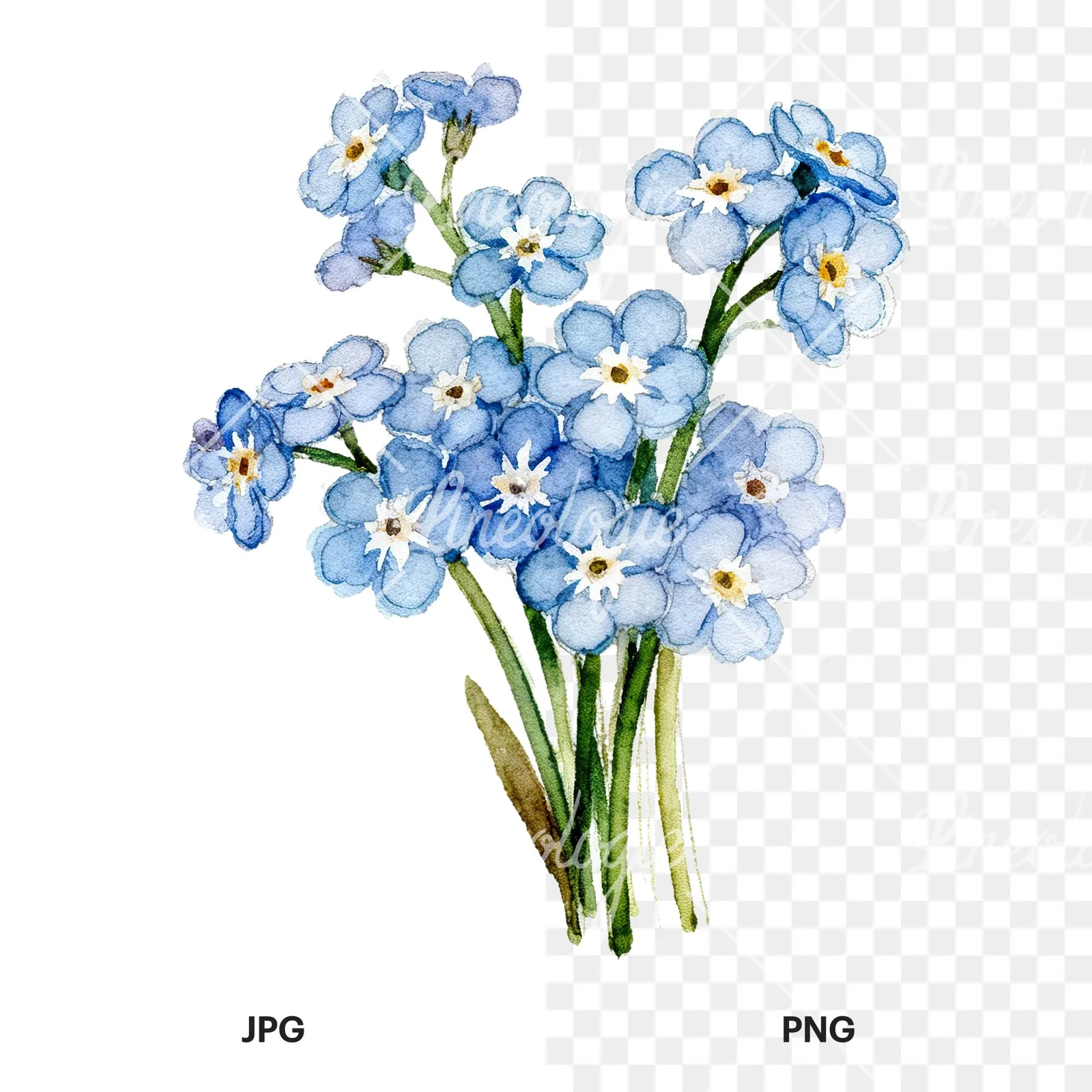 Watercolor blue forget me not flower bouquet clipart 1 of 9, as a JPG on white and a transparent PNG