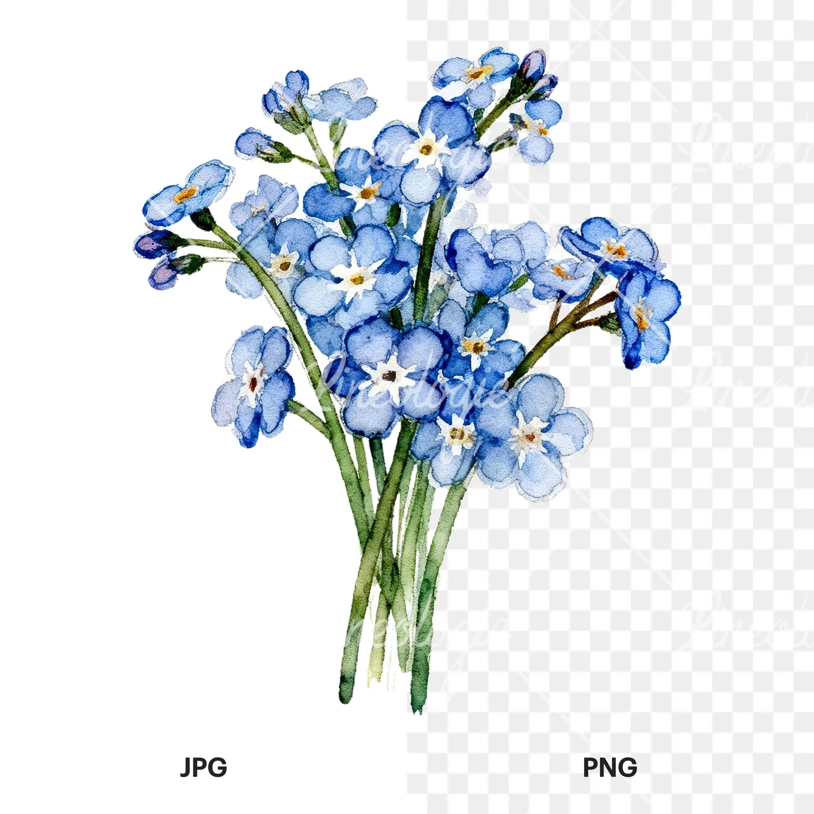 Watercolor blue forget me not flower bouquet clipart 2 of 9, as a JPG on white and a transparent PNG