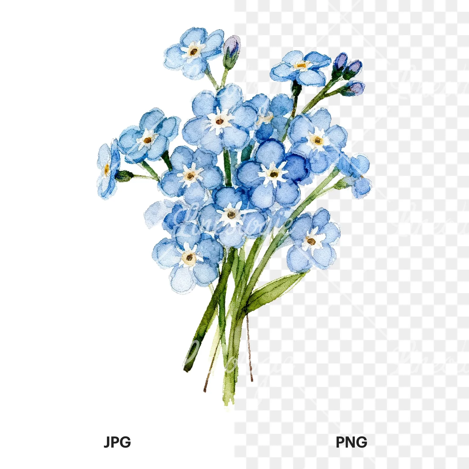 Watercolor blue forget me not flower bouquet clipart 3 of 9, as a JPG on white and a transparent PNG
