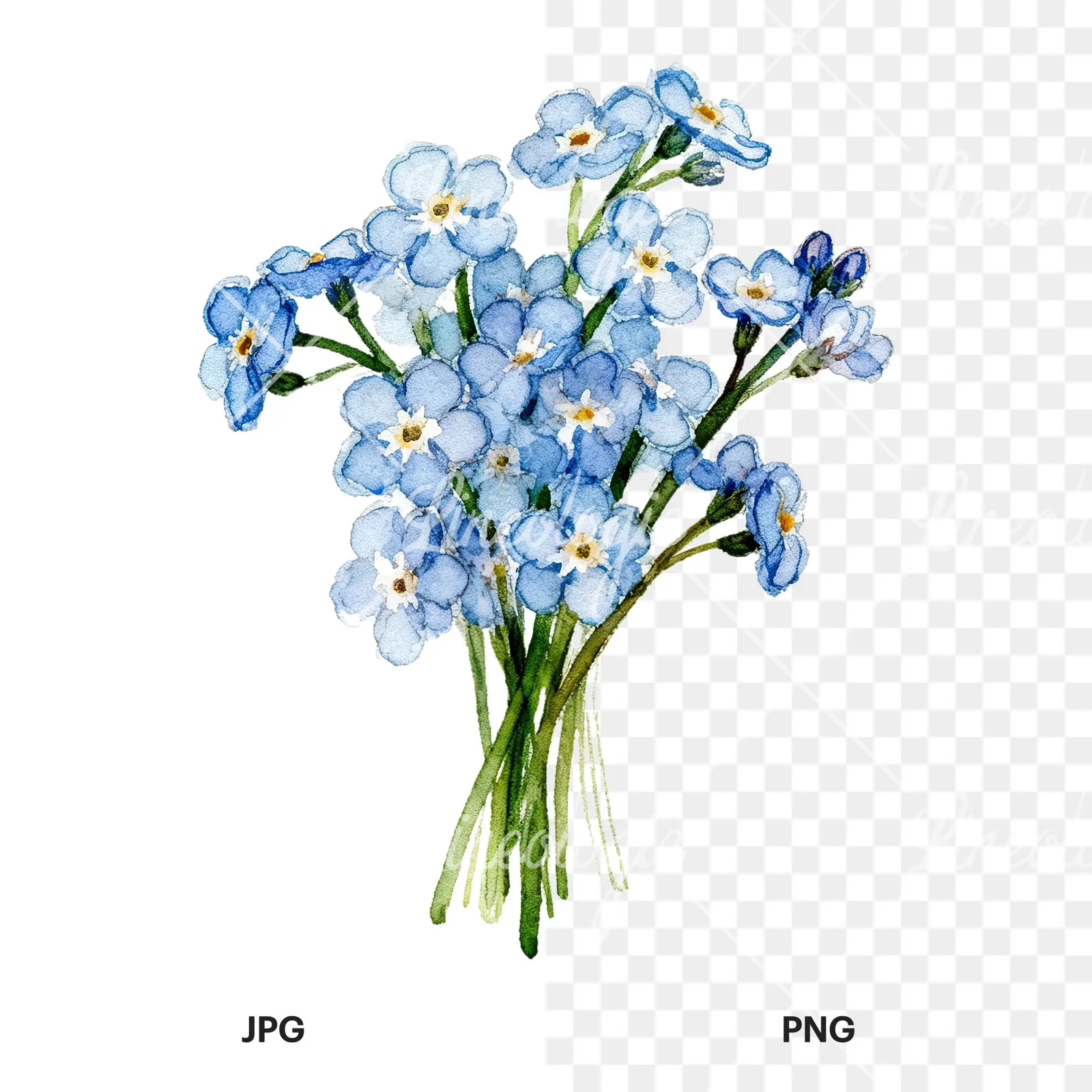 Watercolor blue forget me not flower bouquet clipart 4 of 9, as a JPG on white and a transparent PNG