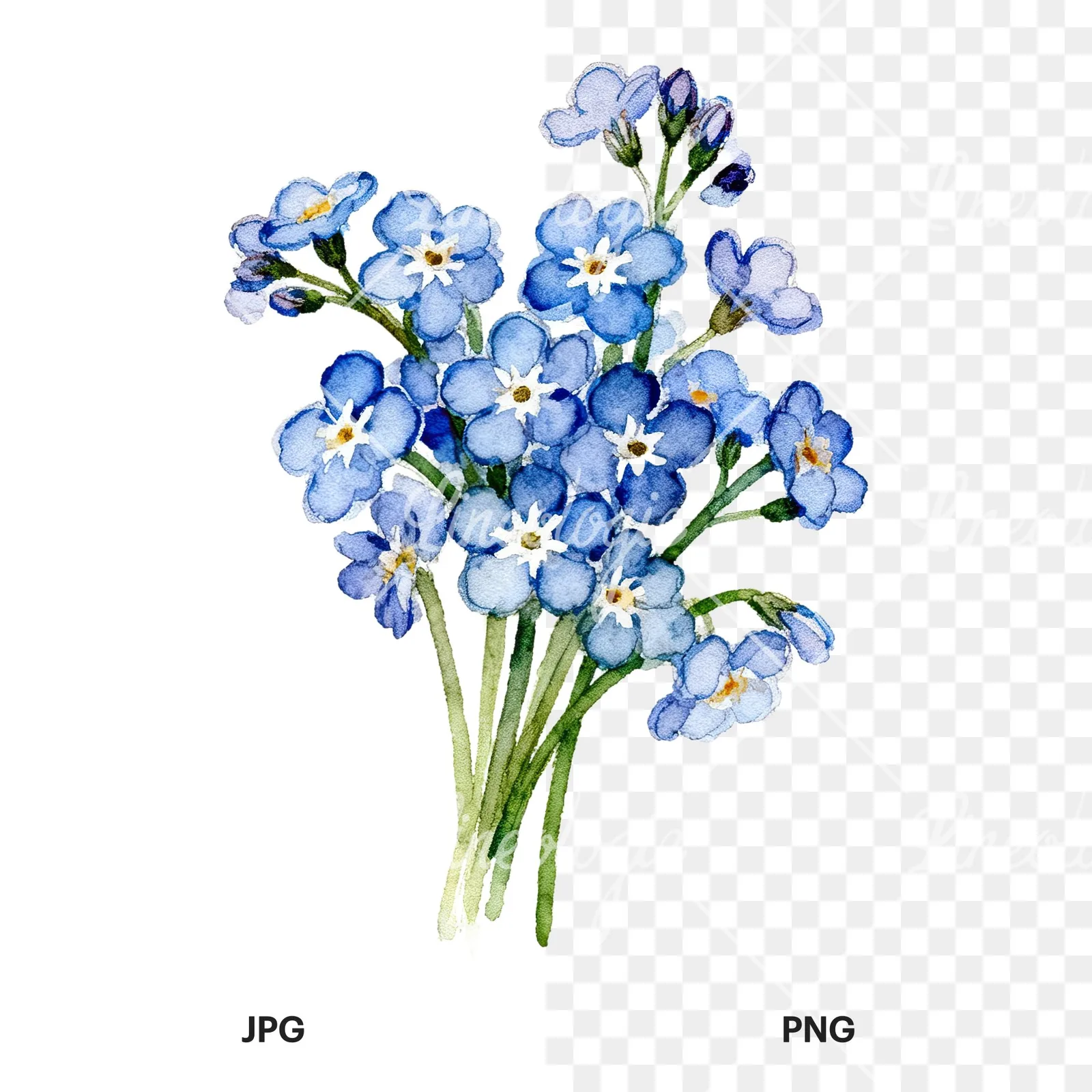 Watercolor blue forget me not flower bouquet clipart 5 of 9, as a JPG on white and a transparent PNG