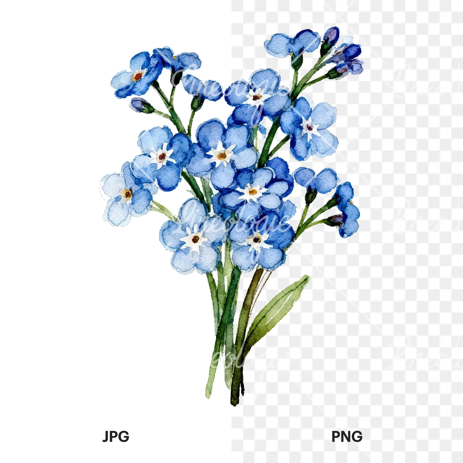 Watercolor blue forget me not flower bouquet clipart 6 of 9, as a JPG on white and a transparent PNG