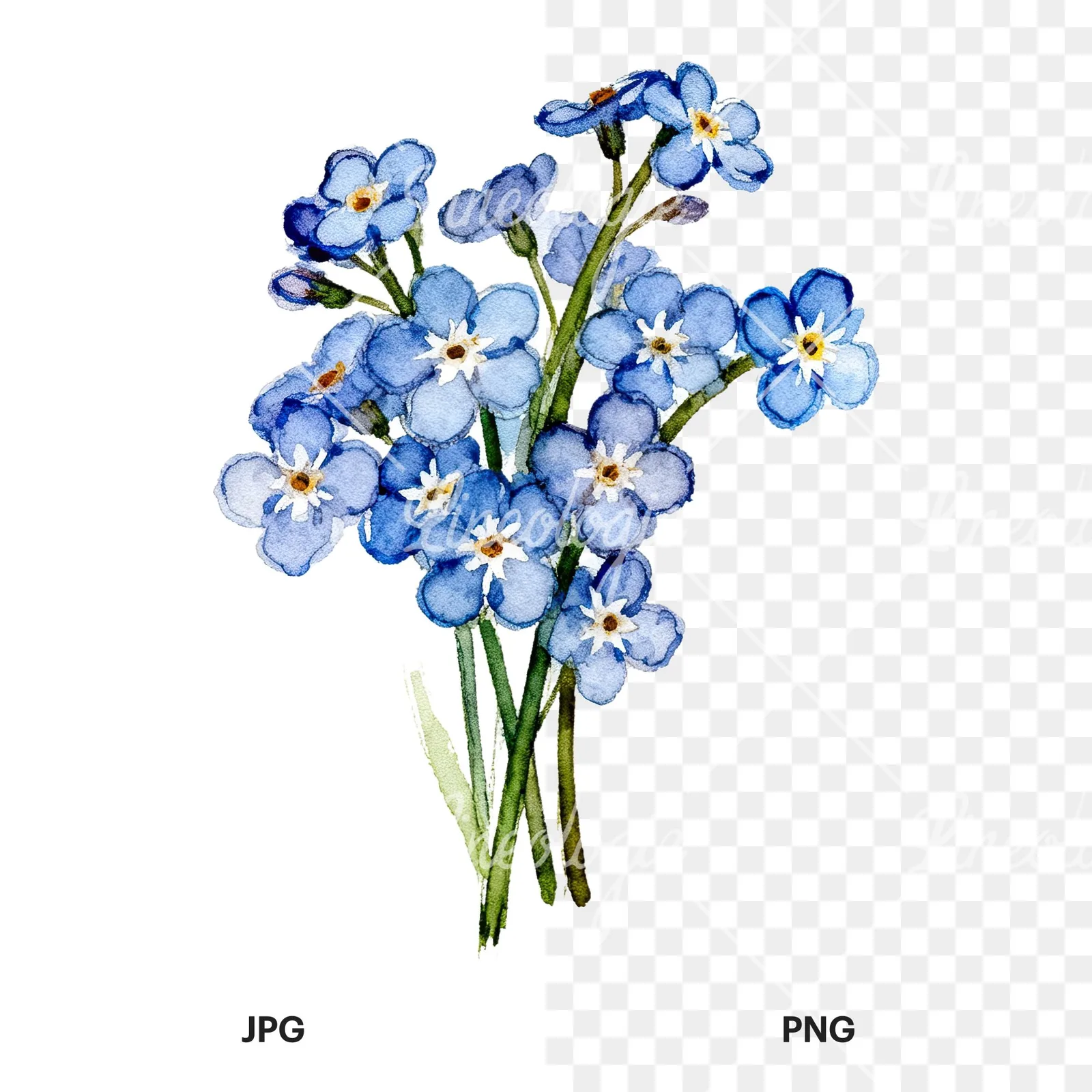 Watercolor blue forget me not flower bouquet clipart 7 of 9, as a JPG on white and a transparent PNG