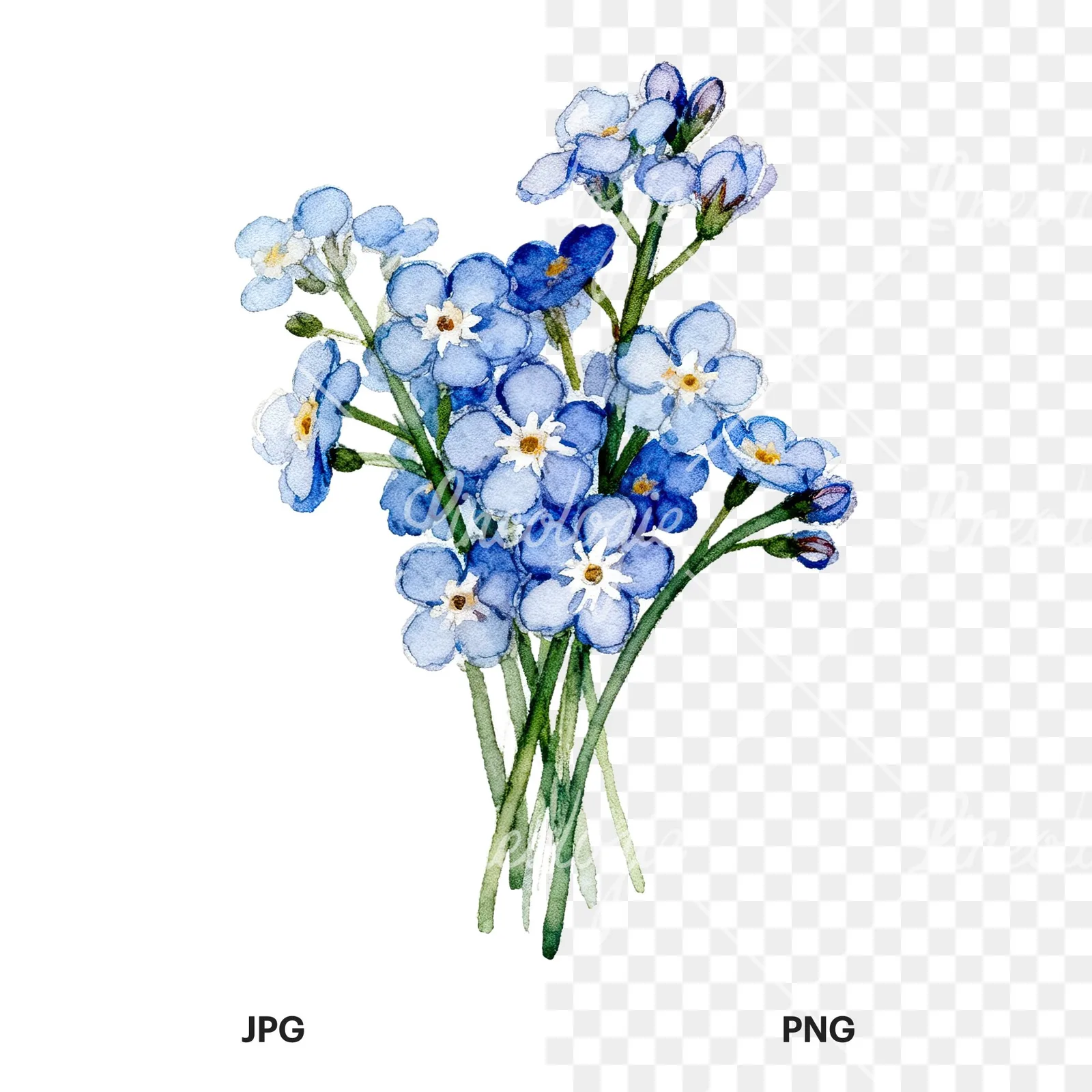 Watercolor blue forget me not flower bouquet clipart 8 of 9, as a JPG on white and a transparent PNG