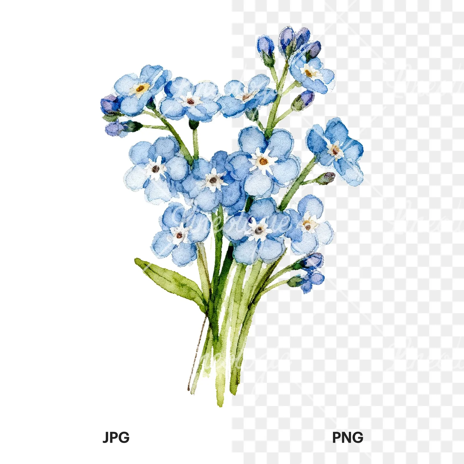 Watercolor blue forget me not flower bouquet clipart 9 of 9, as a JPG on white and a transparent PNG