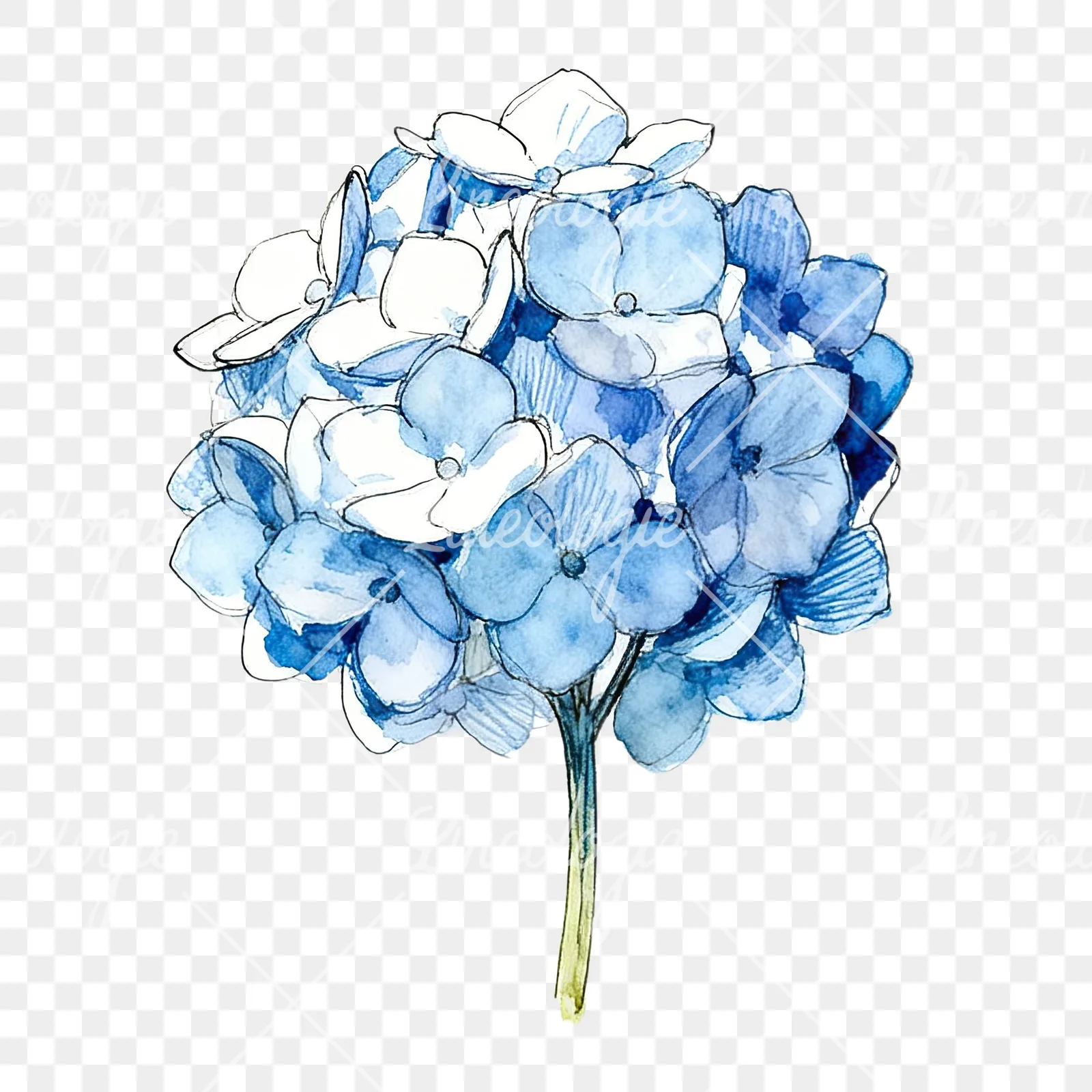 Watercolor blue hydrangea clipart 1 of 9 on a transparent background (PNG)