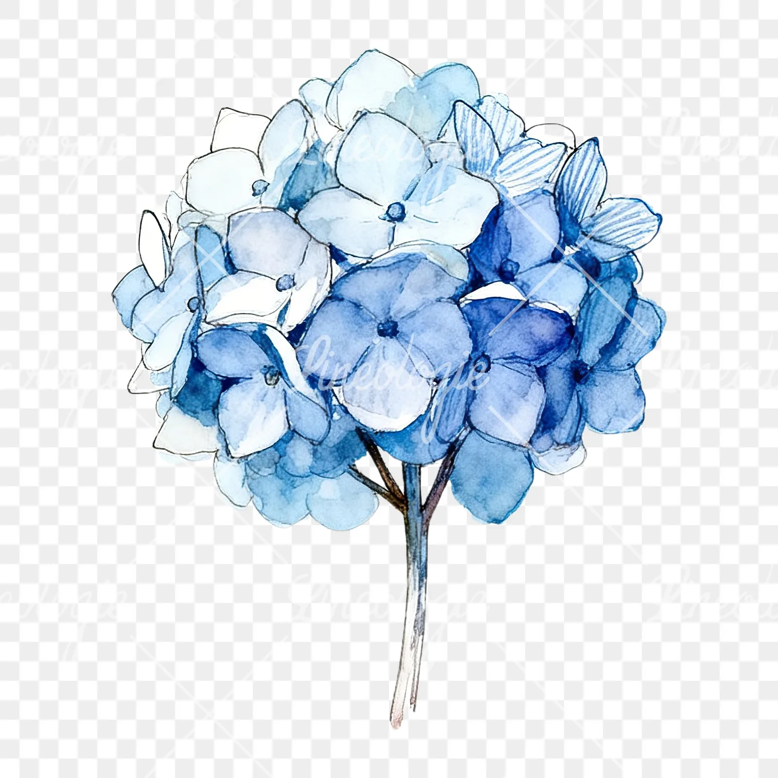 Watercolor blue hydrangea clipart 2 of 9 on a transparent background (PNG)