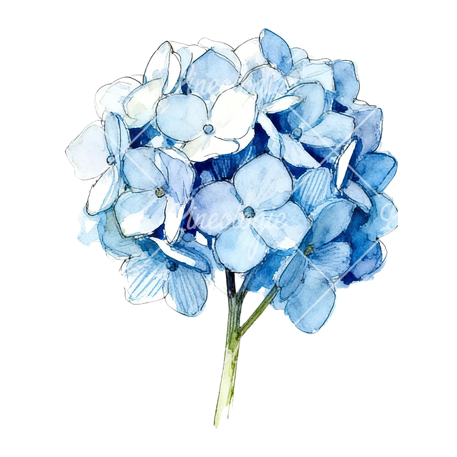 Watercolor blue hydrangea clipart 3 of 9 on a white background (JPG)