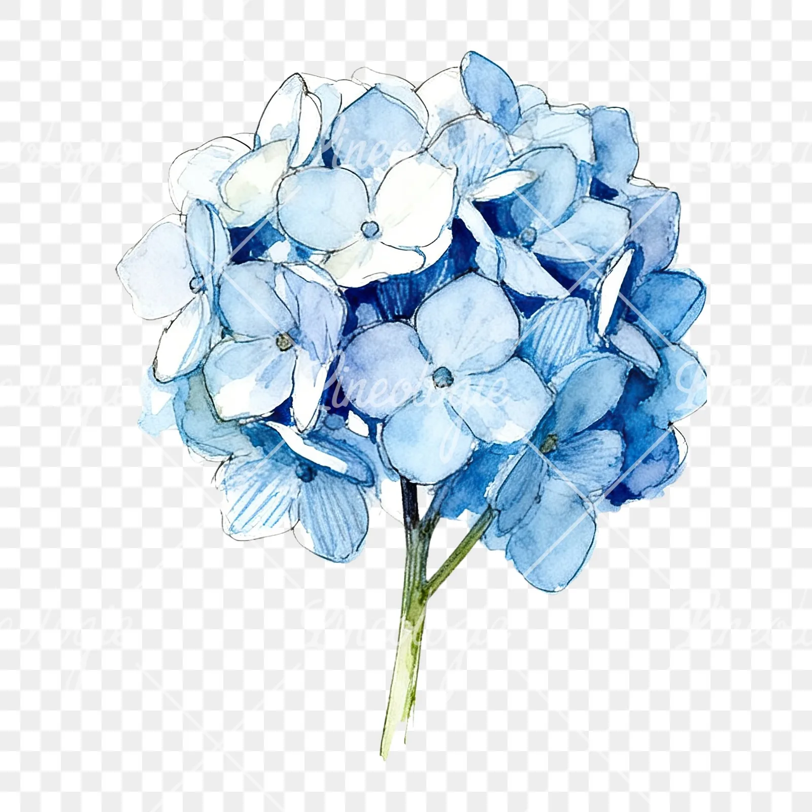 Watercolor blue hydrangea clipart 3 of 9 on a transparent background (PNG)