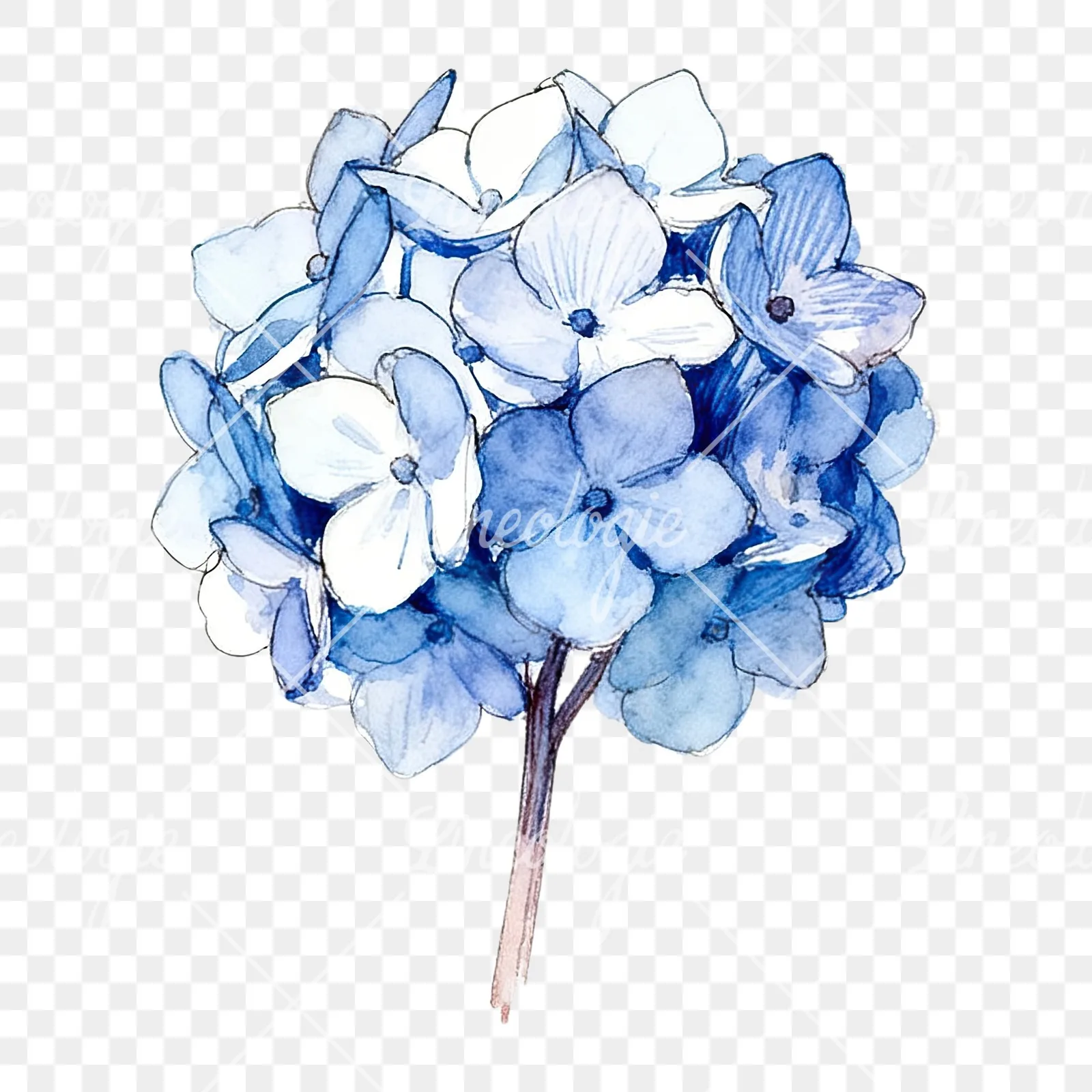 Watercolor blue hydrangea clipart 5 of 9 on a transparent background (PNG)