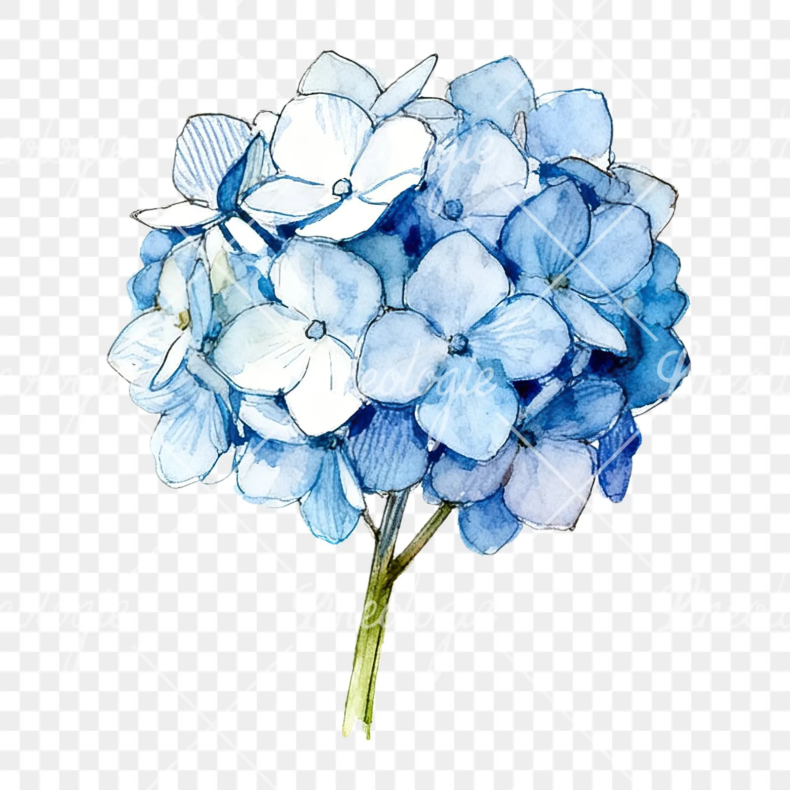 Watercolor blue hydrangea clipart 6 of 9 on a transparent background (PNG)