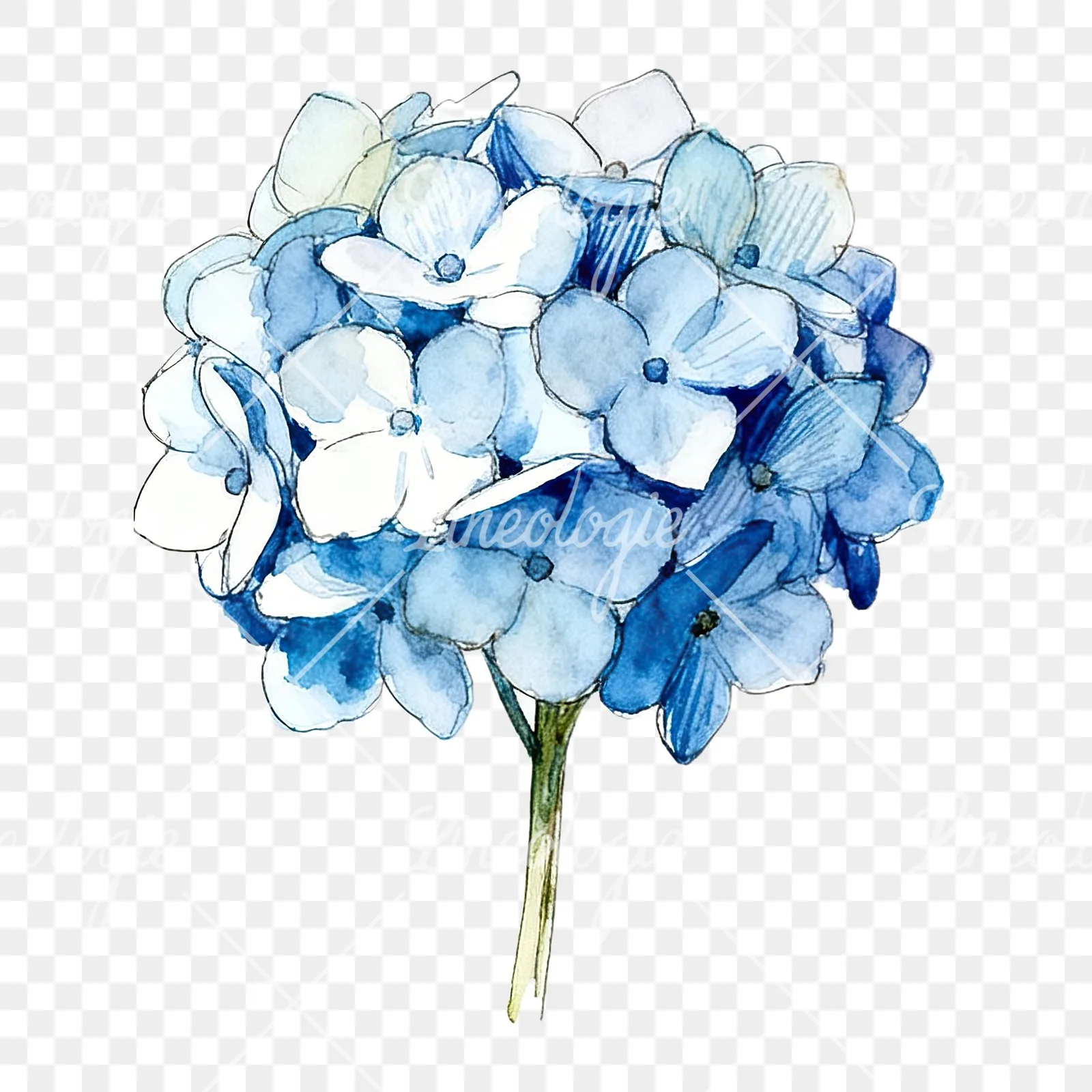 Watercolor blue hydrangea clipart 7 of 9 on a transparent background (PNG)