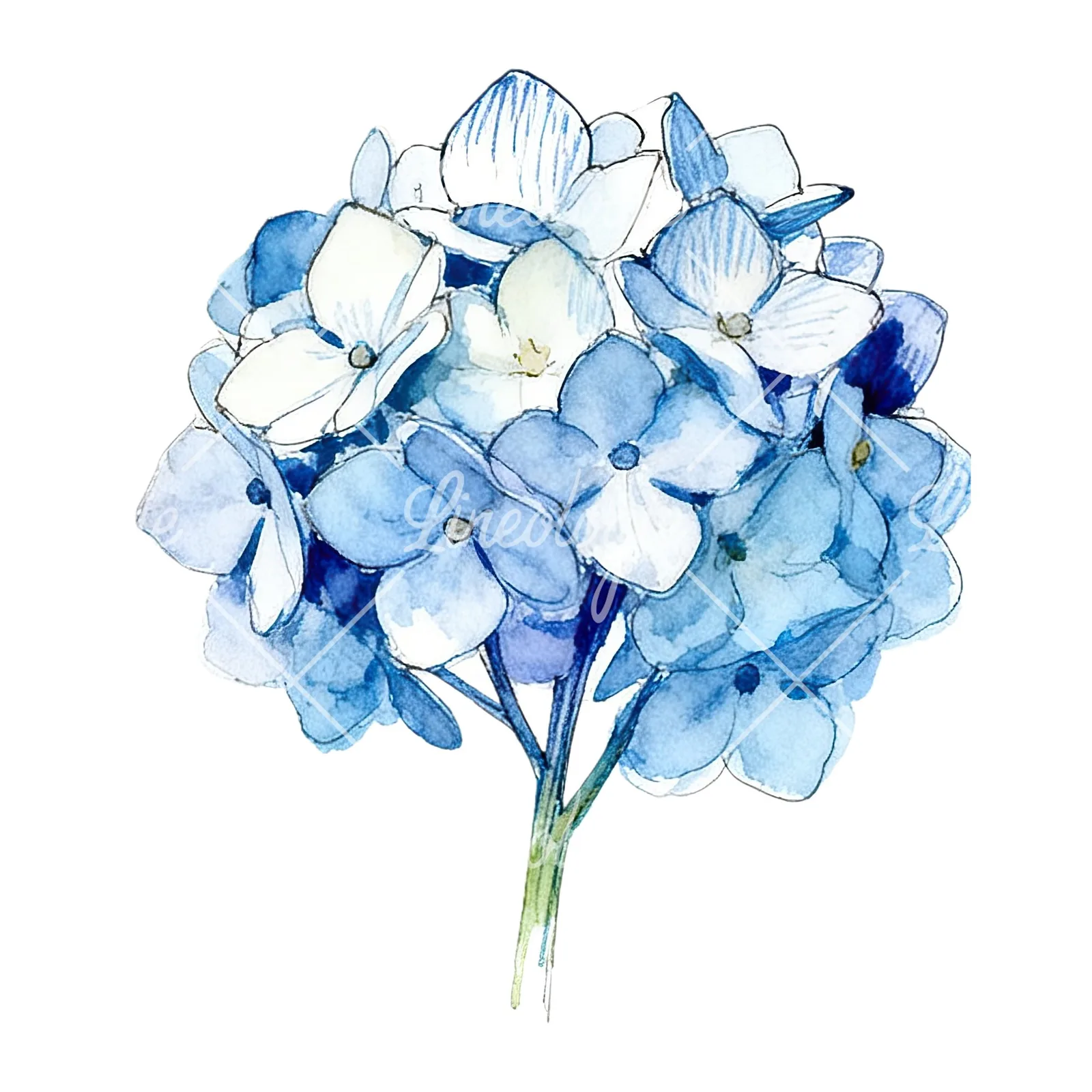 Watercolor blue hydrangea clipart 9 of 9 on a white background (JPG)
