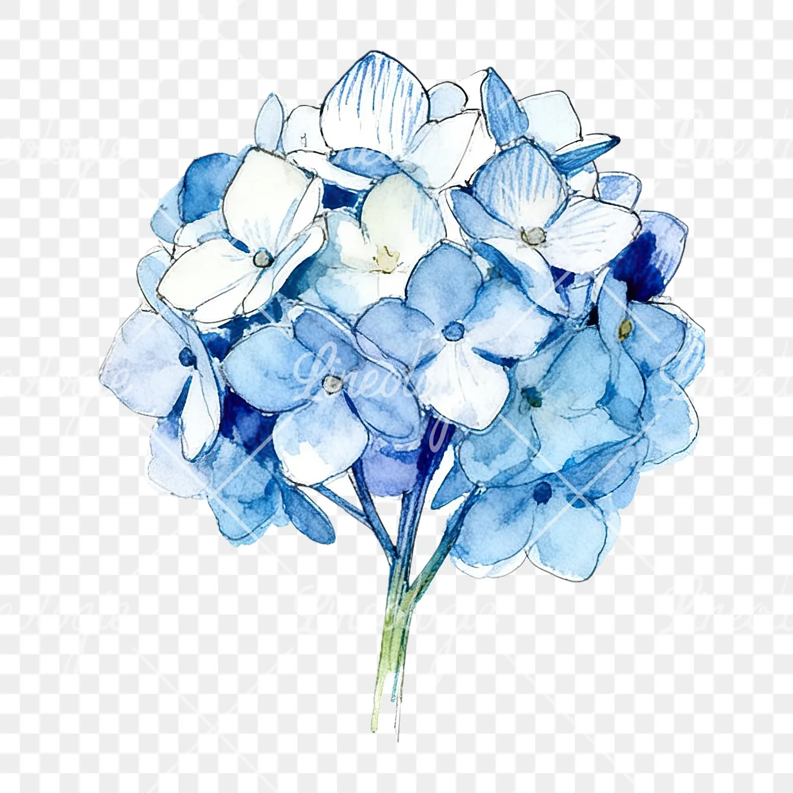 Watercolor blue hydrangea clipart 9 of 9 on a transparent background (PNG)