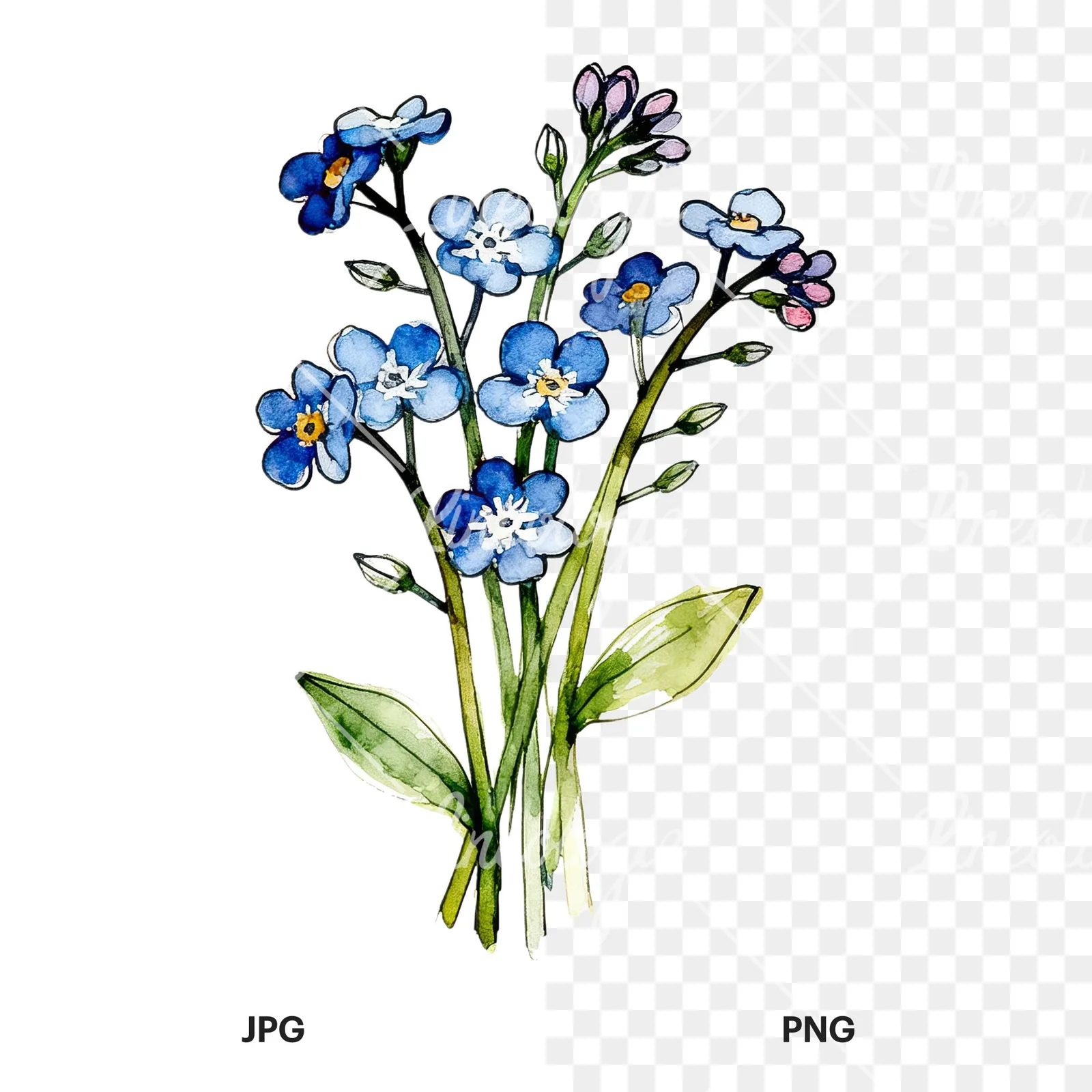 Watercolor blue forget me not bouquet clipart 3 of 9, as a JPG on white and a transparent PNG